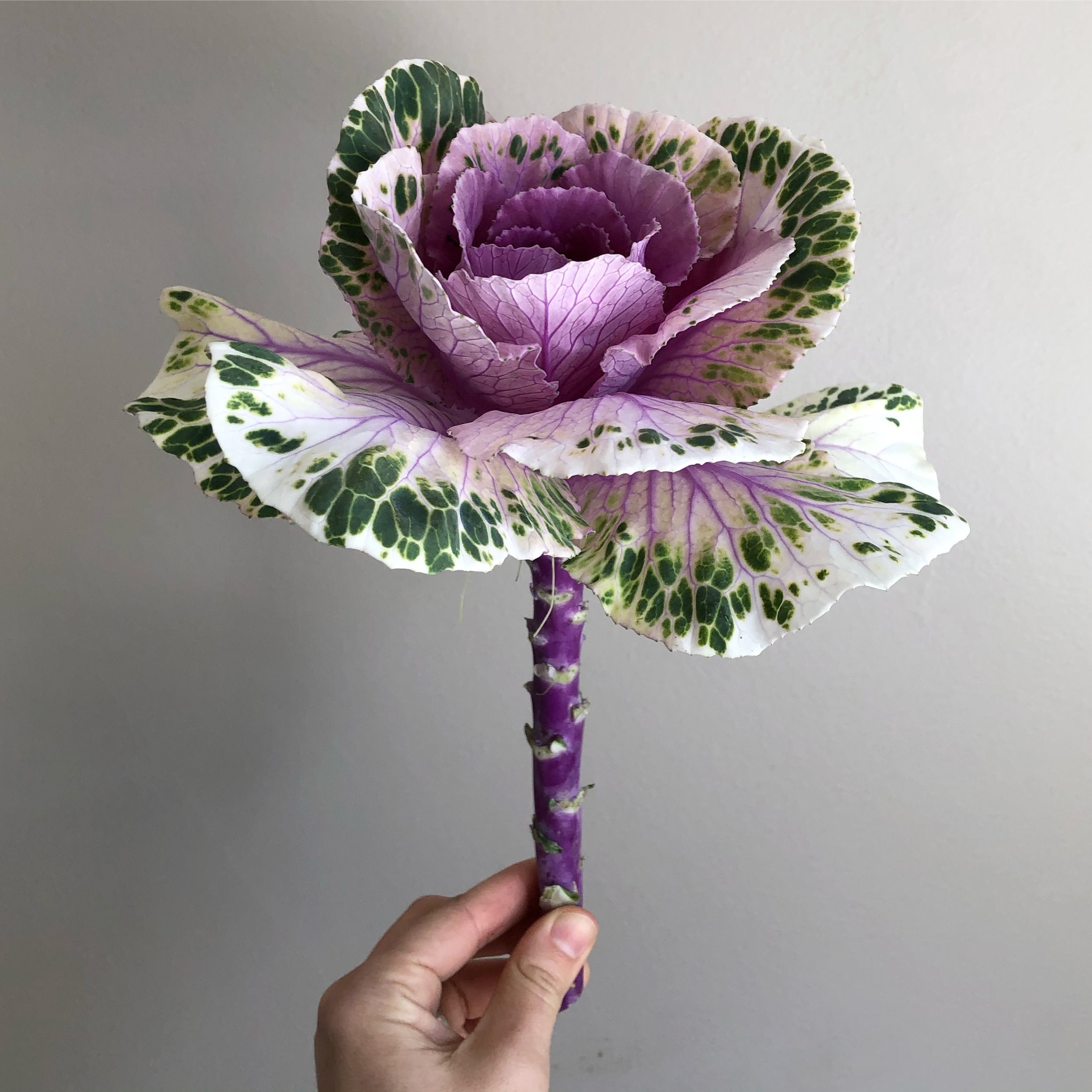 ornamental cabbage blossom. Kilkea