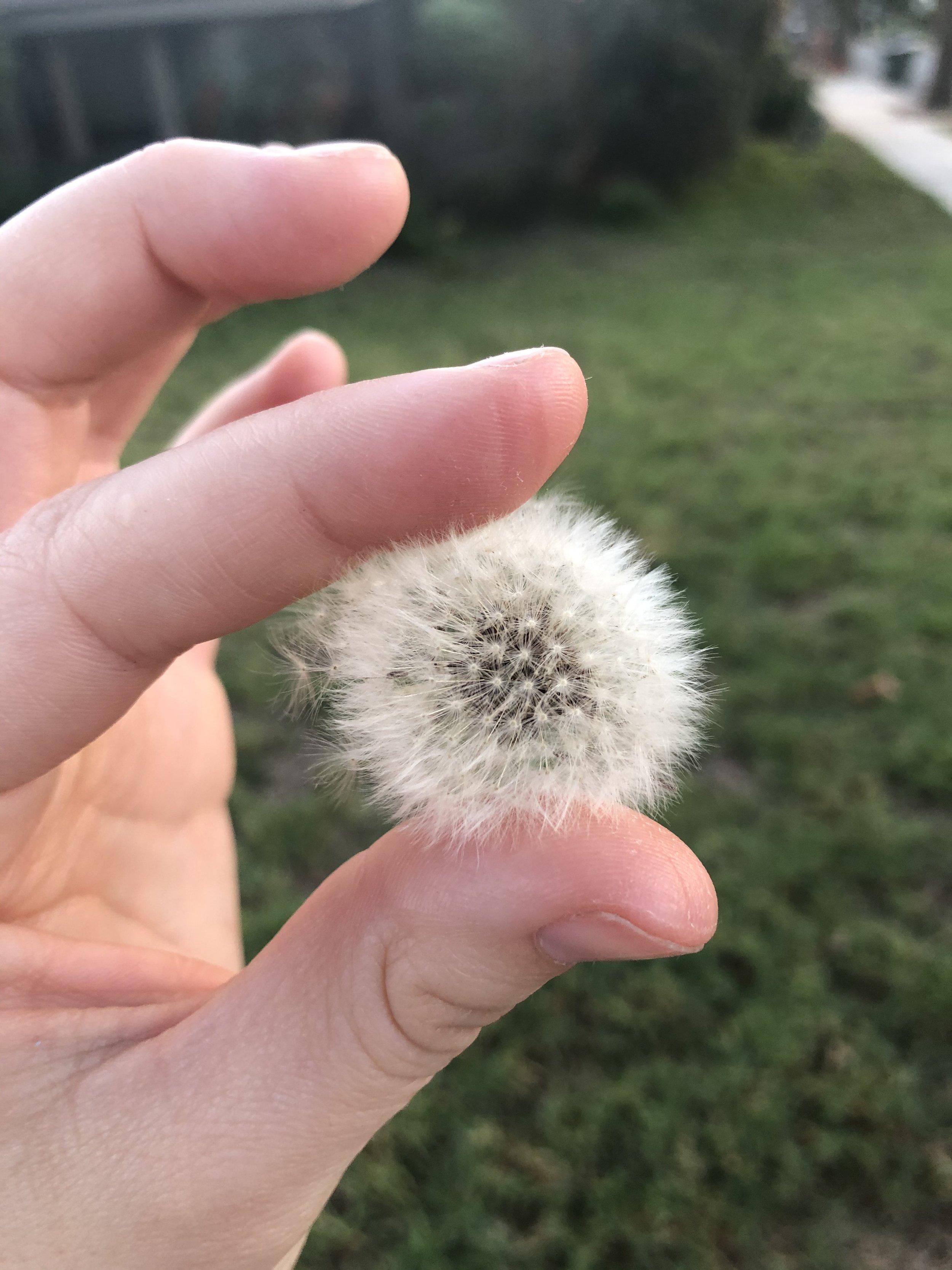 dandelion. Kilkea