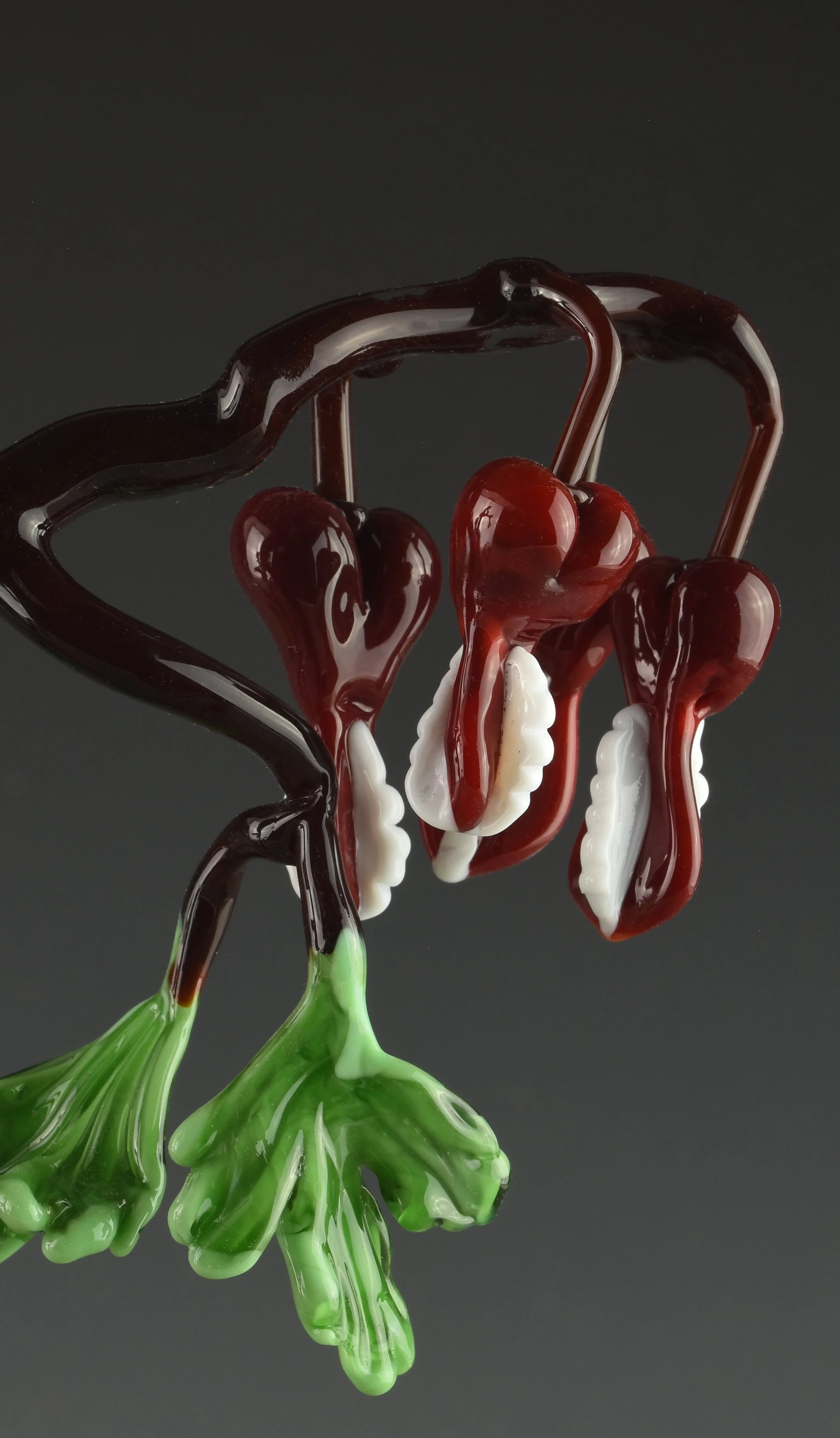 Pollack Bleeding Heart close 1122.jpg