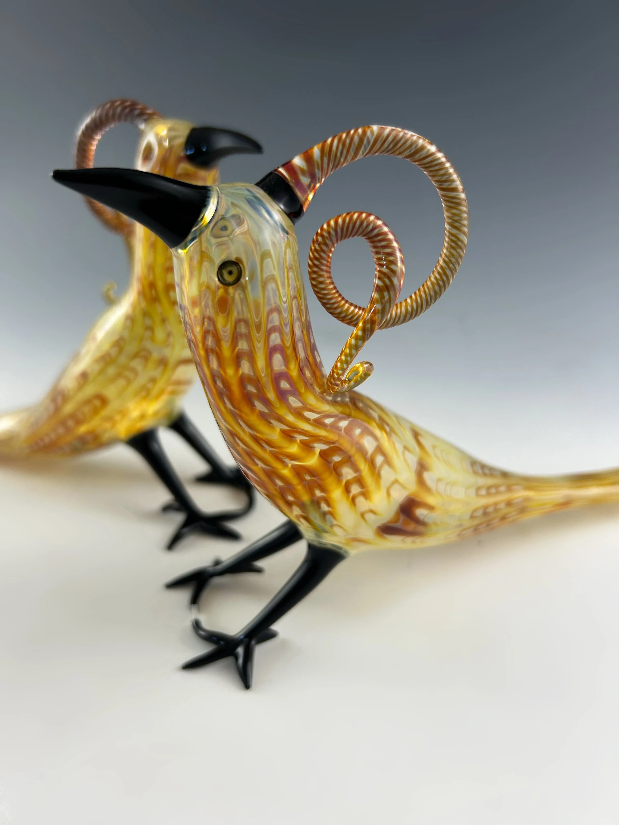 Amber Feathered Birds 2024 - 4.jpg