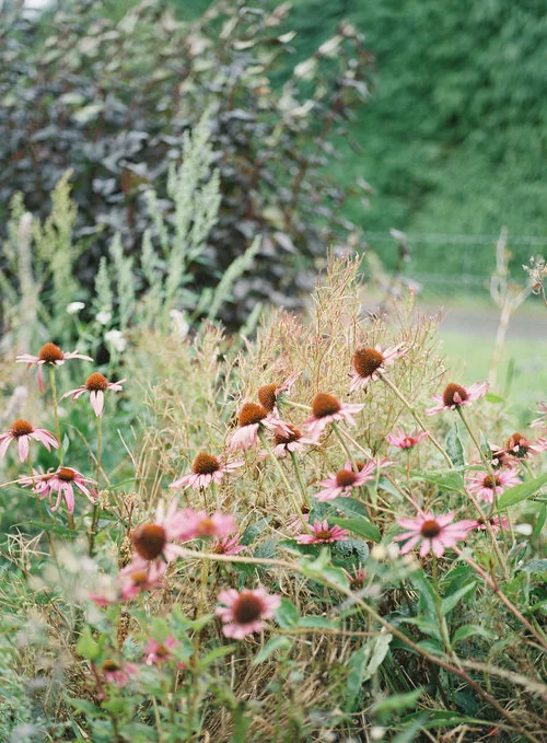 Echinacea.jpg