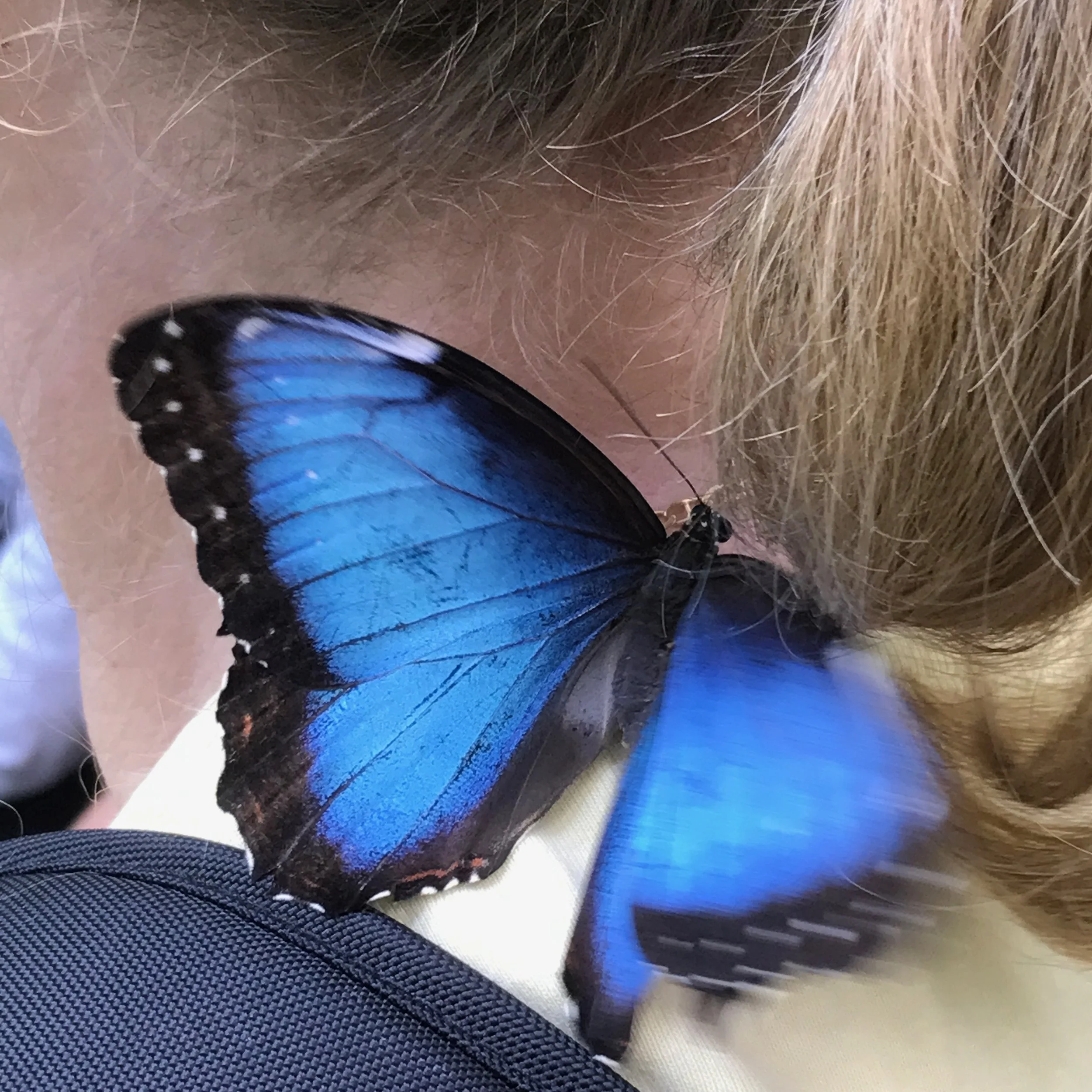  A surprise visit from a blue morpho butterfly! 
