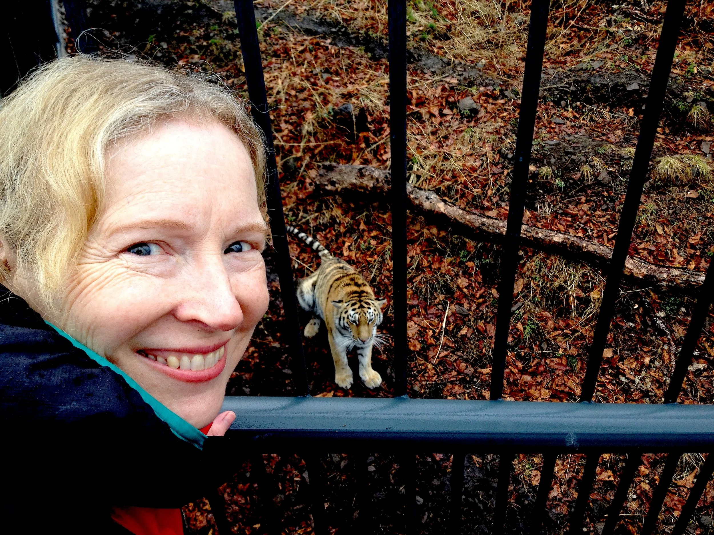  An Amur tiger in the reserve. The Amur tiger is the fifth endangered animal Armando must find on  The Amazing Animal Race.  