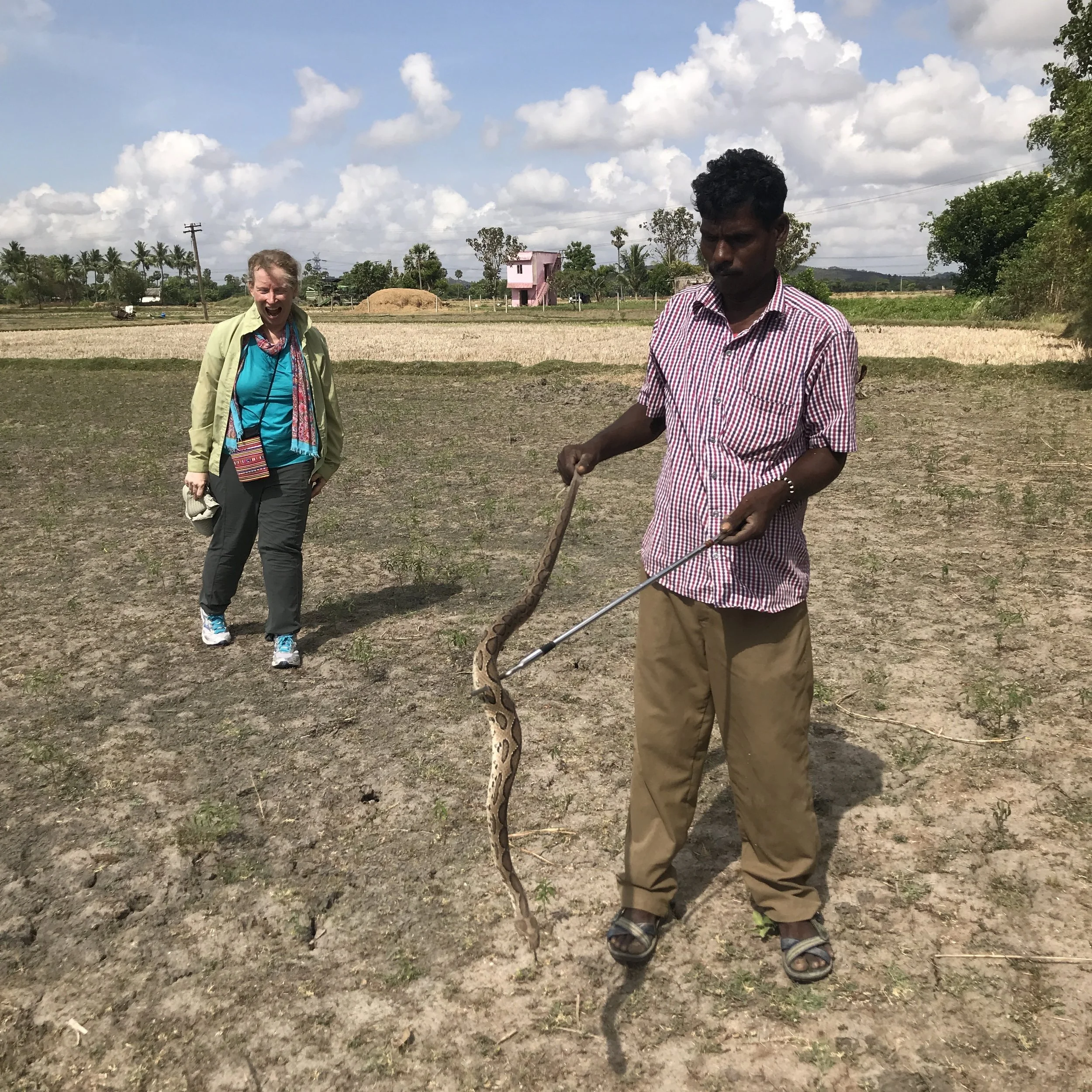  Kali, the Irula tribe member guide who took us to looked for snakes, finds a Russell’s viper — the snake responsible for the most snake bite death in India. 
