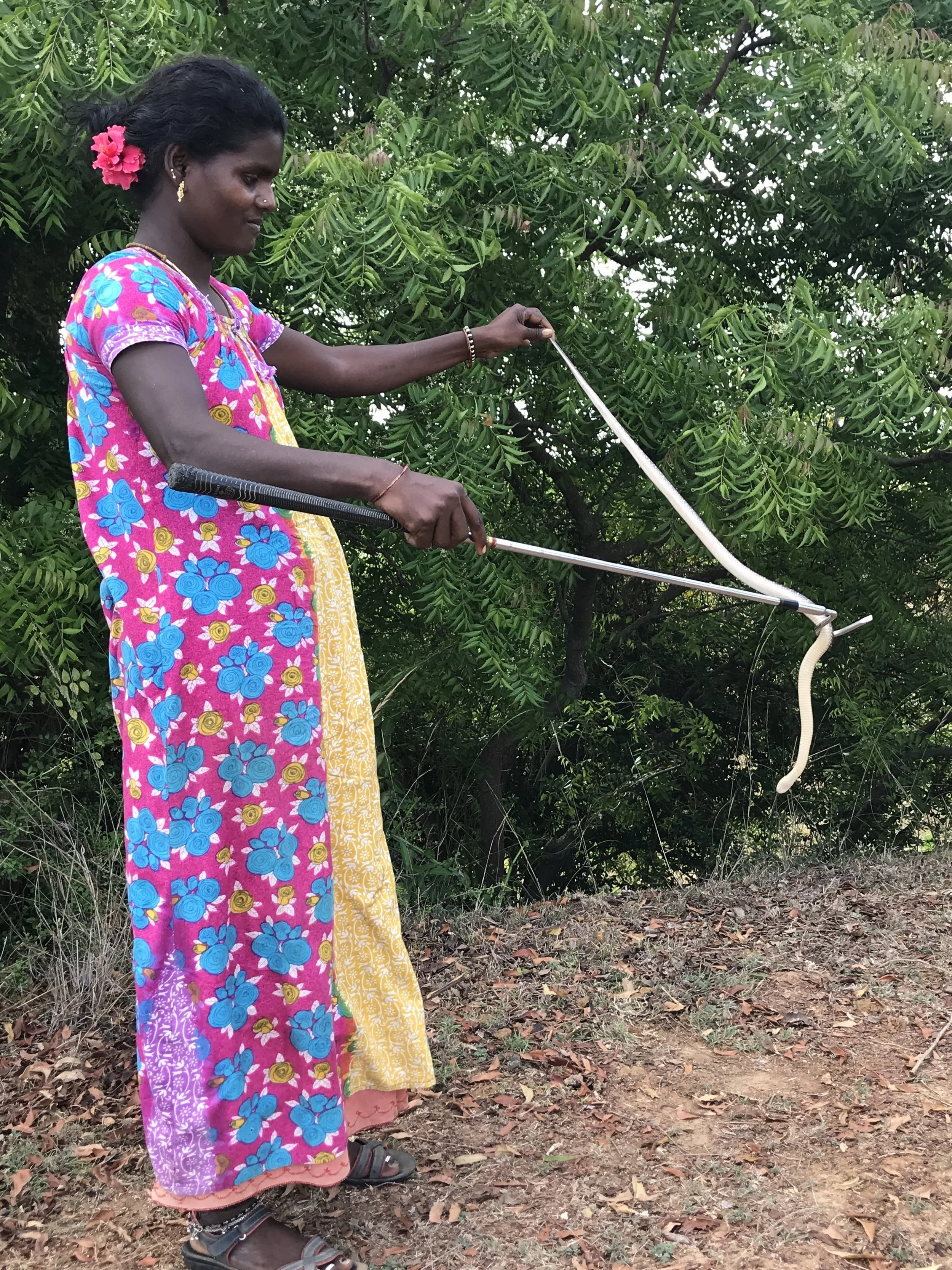  Kali’s wife, Kumari, is leaning to handle a krait snake the most poisonous snake in India. Kali tracked down the snake by following its “tracks” in the rice field. I couldn’t see any tracks at all! 