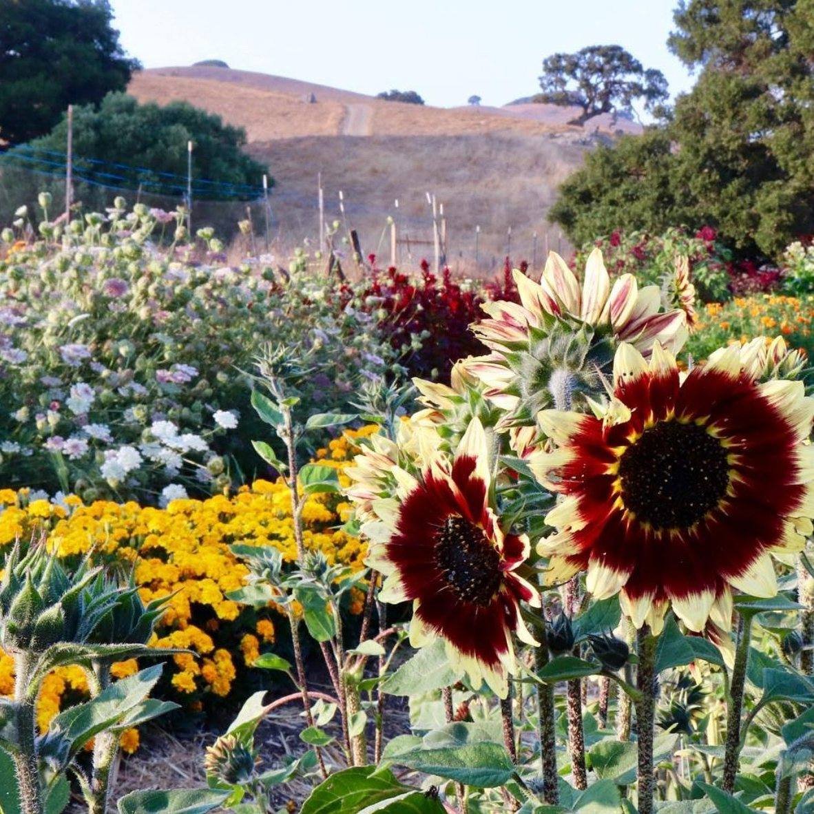 Happy Earth Day to all of our amazing followers! As we celebrate this special day, my thoughts drift to our beloved family farm, Tara Firma Farms in Petaluma. It truly is a magical place that we are fortunate enough to visit throughout the year and m