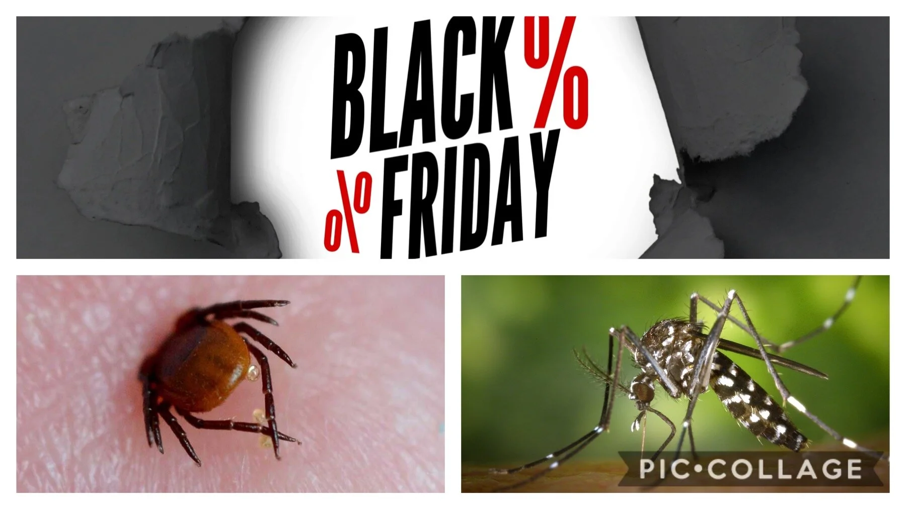 Varför finns myggor, fästingar och Black Friday