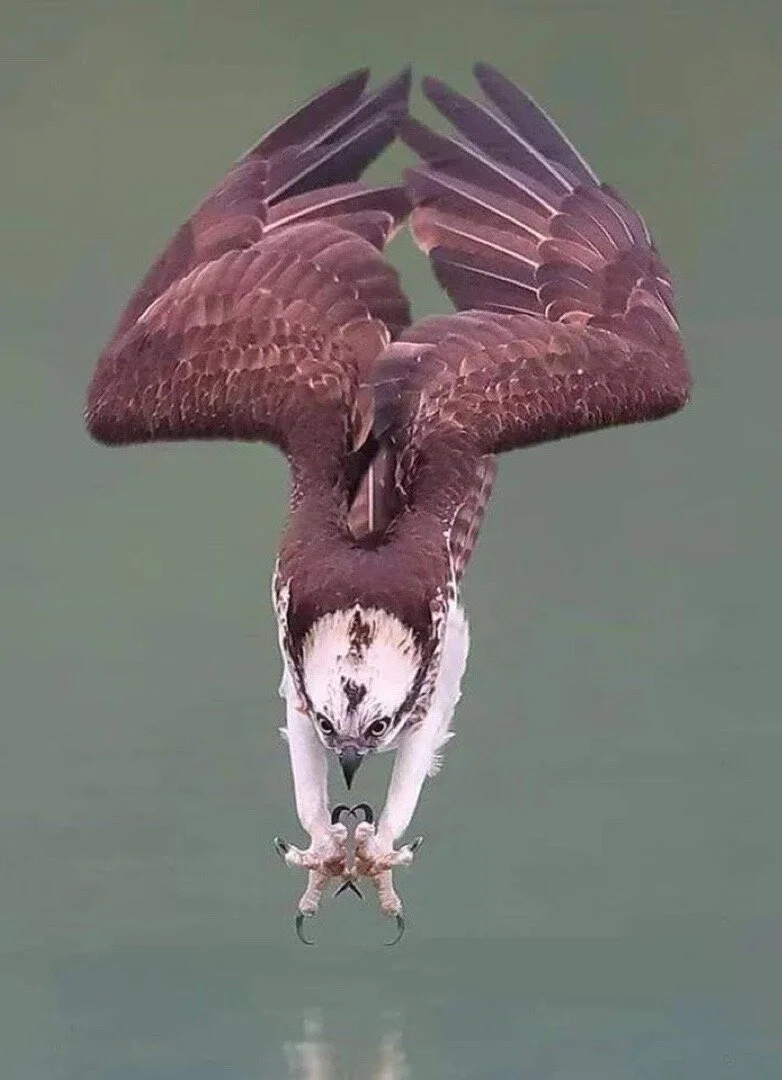 Varför argumenten för utdelning trots bidrag är fel