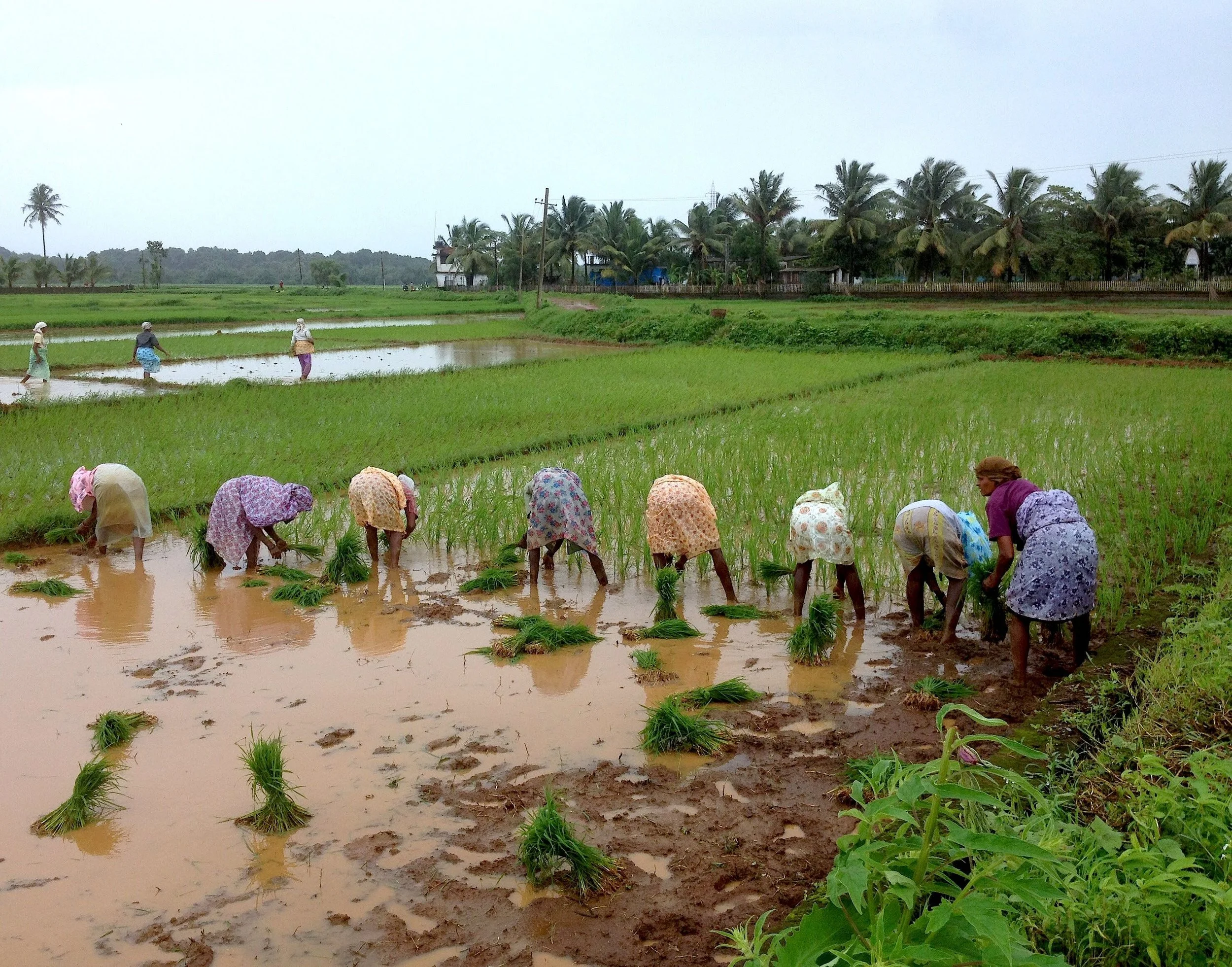 Rice fields of Goa. Picture courtesy of Saxtticho Koddo.