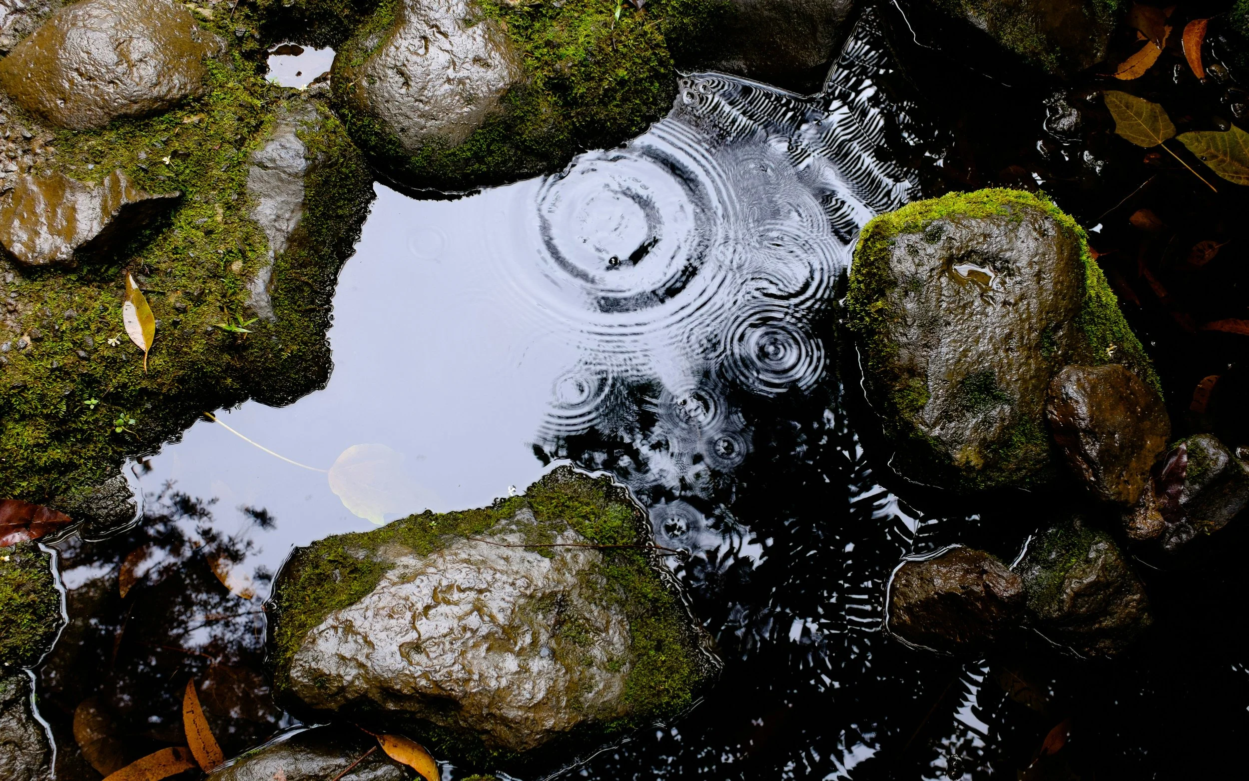 The Ways of Rain