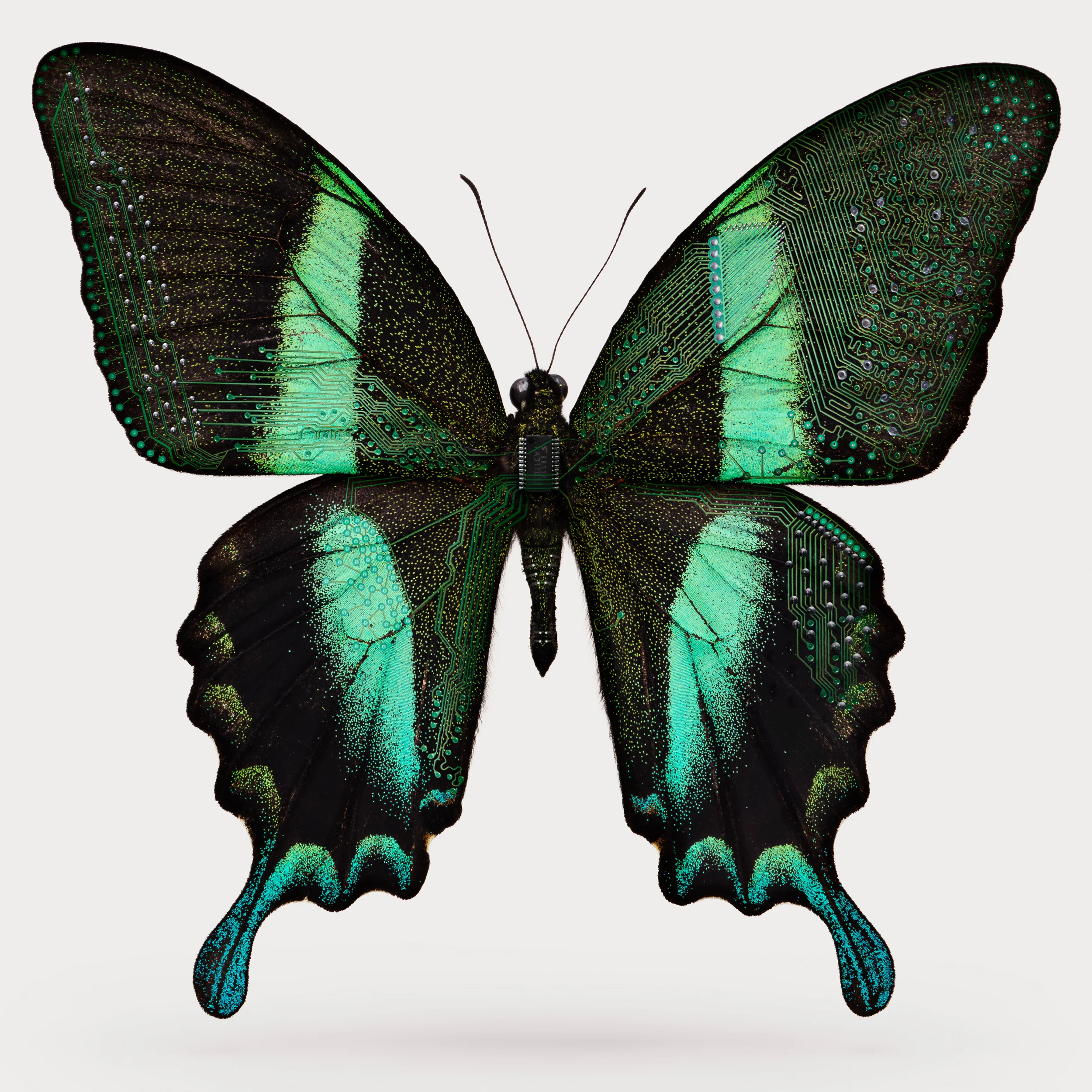 17_021716_insect_0048_layers_v4.jpg