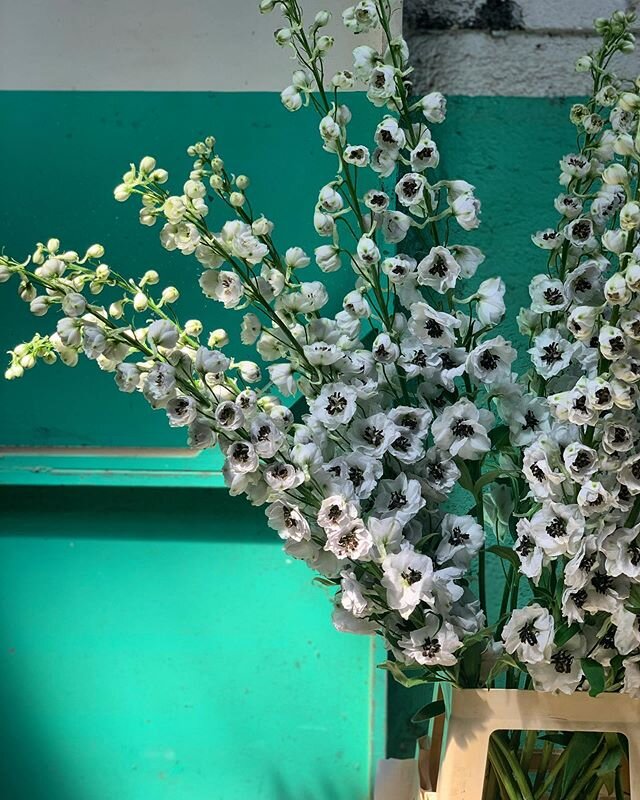 these beauties, my favorite delphinium 🤍