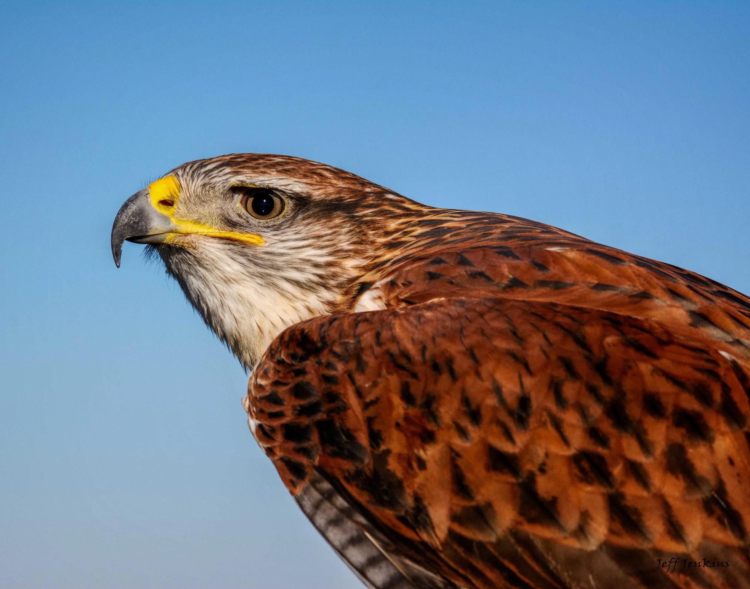 Hawk