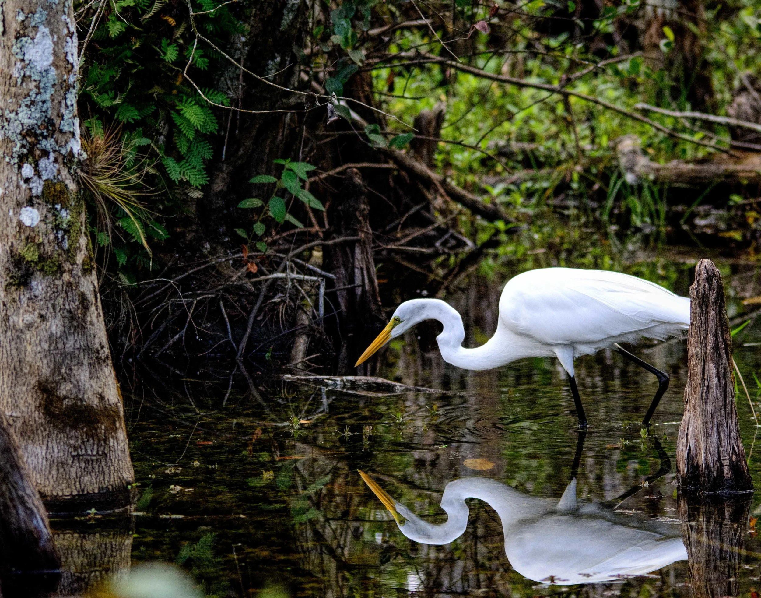 The majestically still marsh water reflects almost perfectly the image of a Great Egret as it slowly and meticulously looks for fish. The reflection is not real; it is only an image. If one tried to grab it, they would retrieve nothing but a handful…