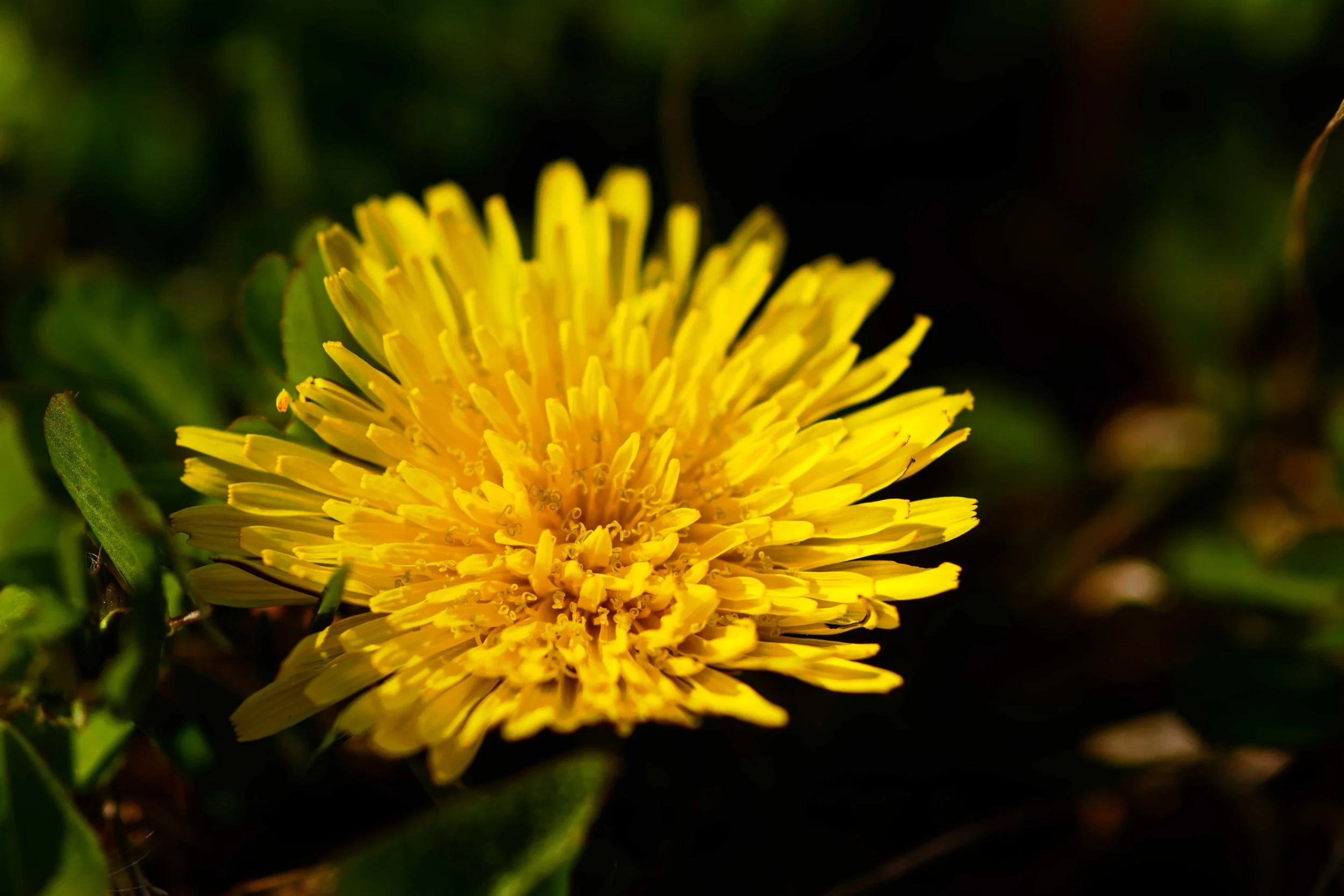 Dandelions and their flowers are a nuisance that litters our yards in the spring. Up close, however, its bright yellow petals are quite pretty. Their beauty lasts only a short time before they wither away, however. They come and go and are forgotten…