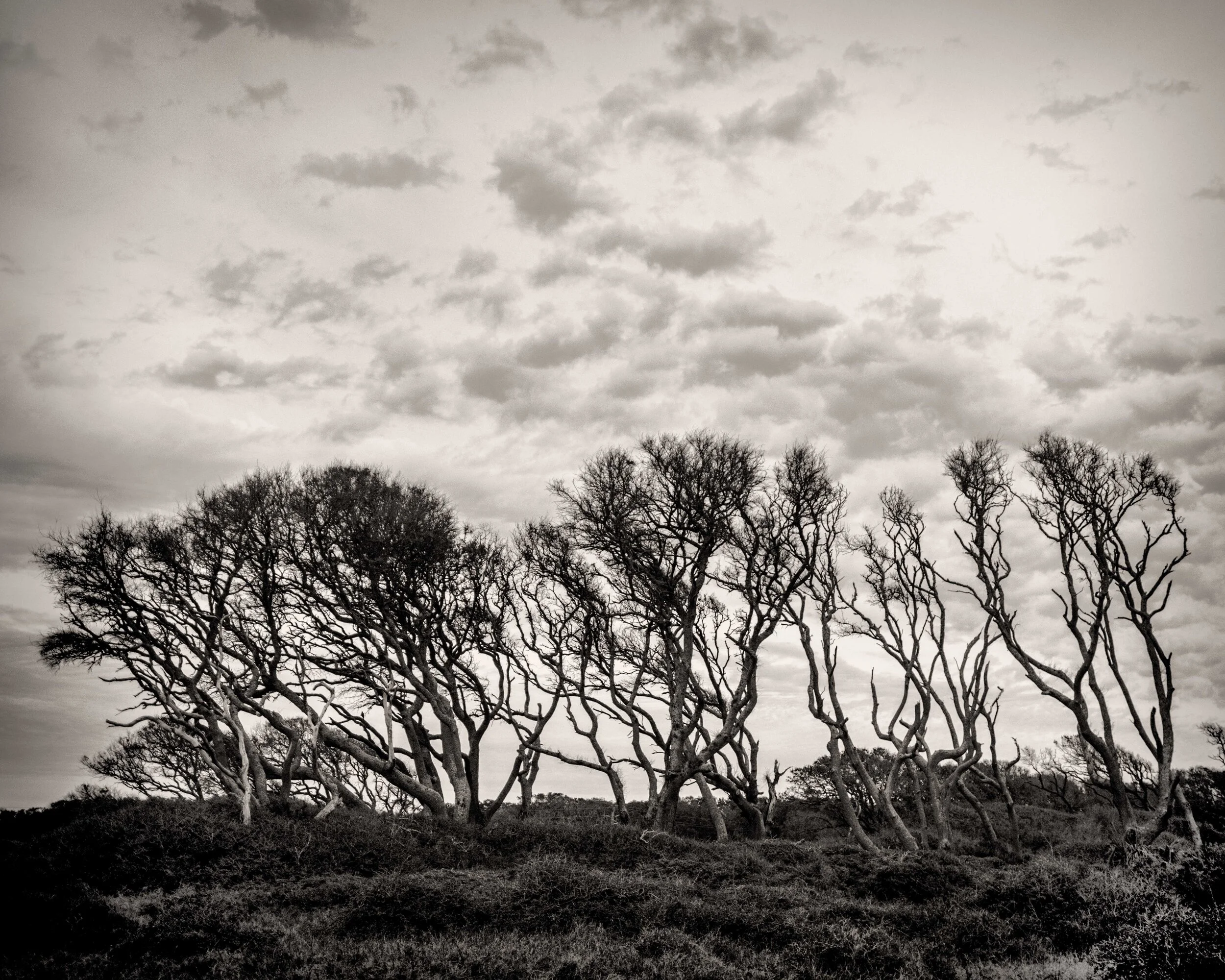 Wind-Swept-Trees-Web.jpg