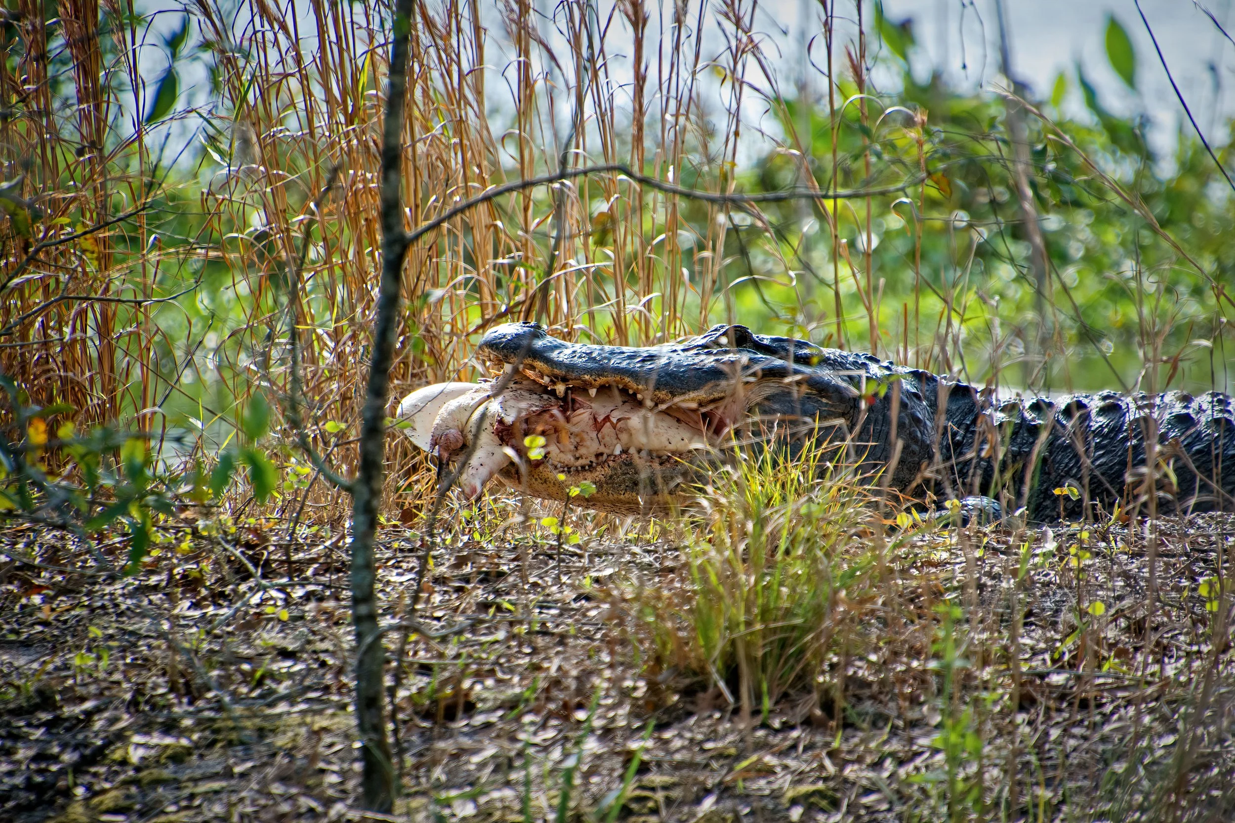 Alligator-Eating-Turtle-Web.jpg