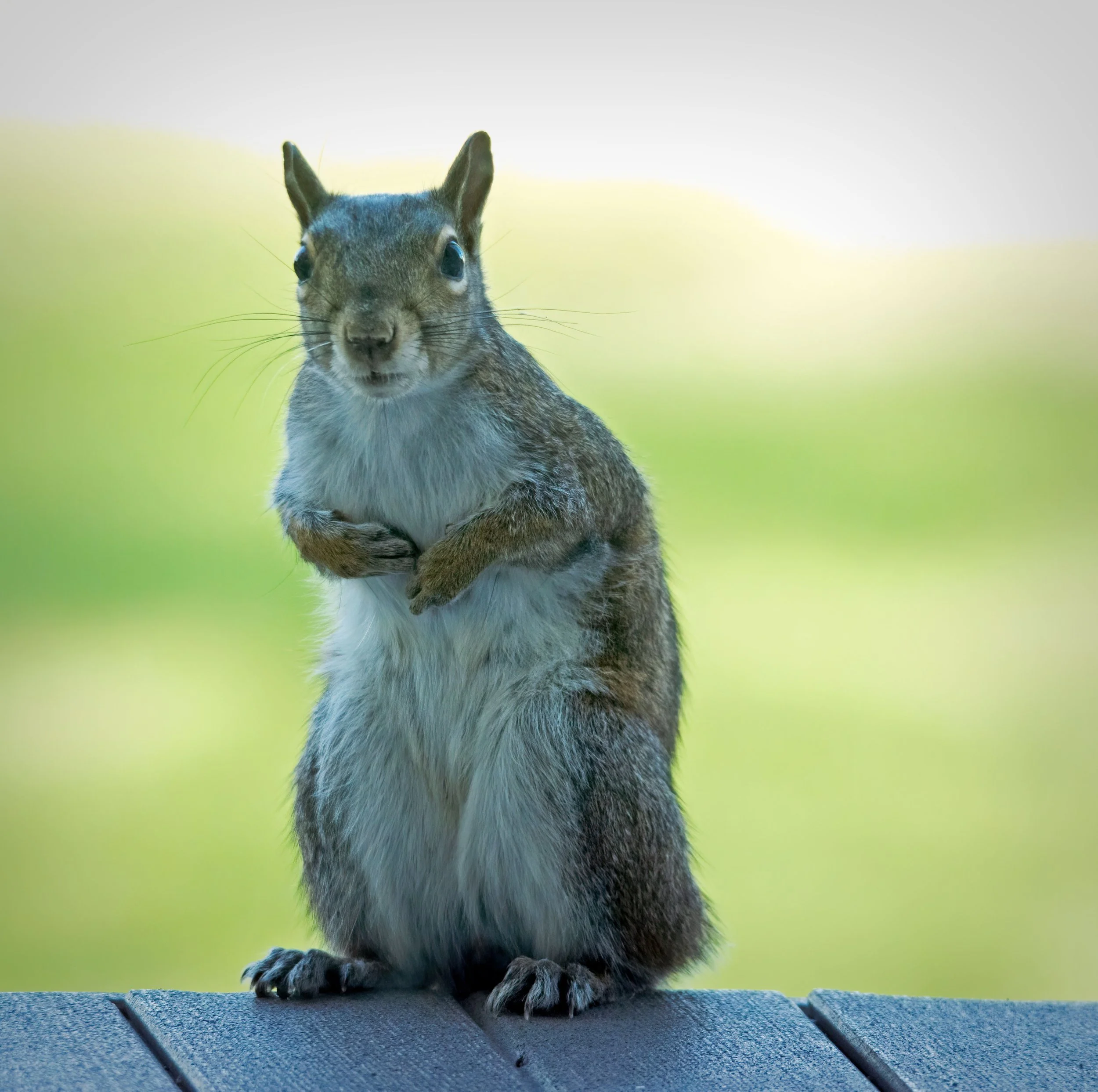 Squirrel-on-Porch-web.jpg
