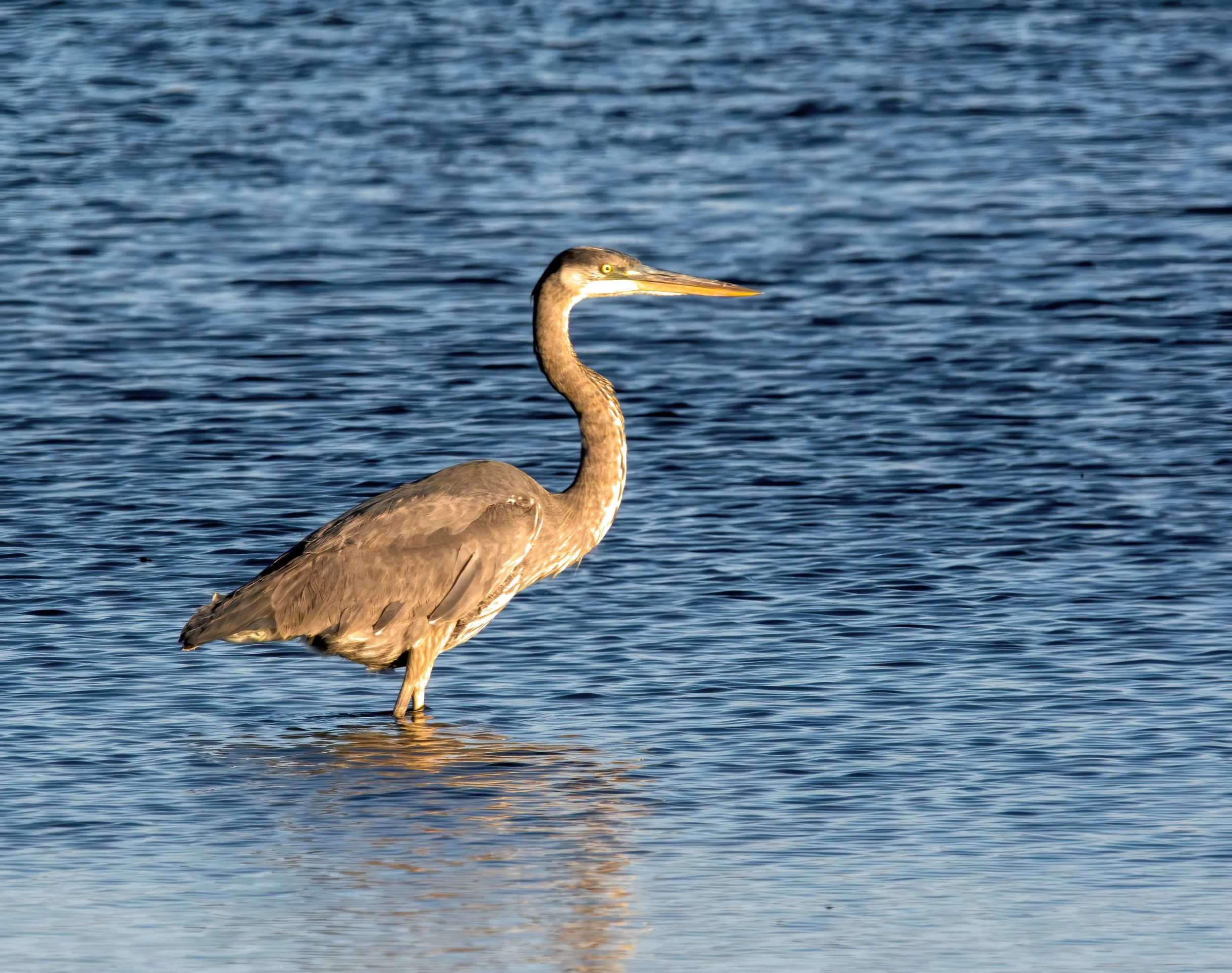 Tri-Colored-Heron-Web.jpg