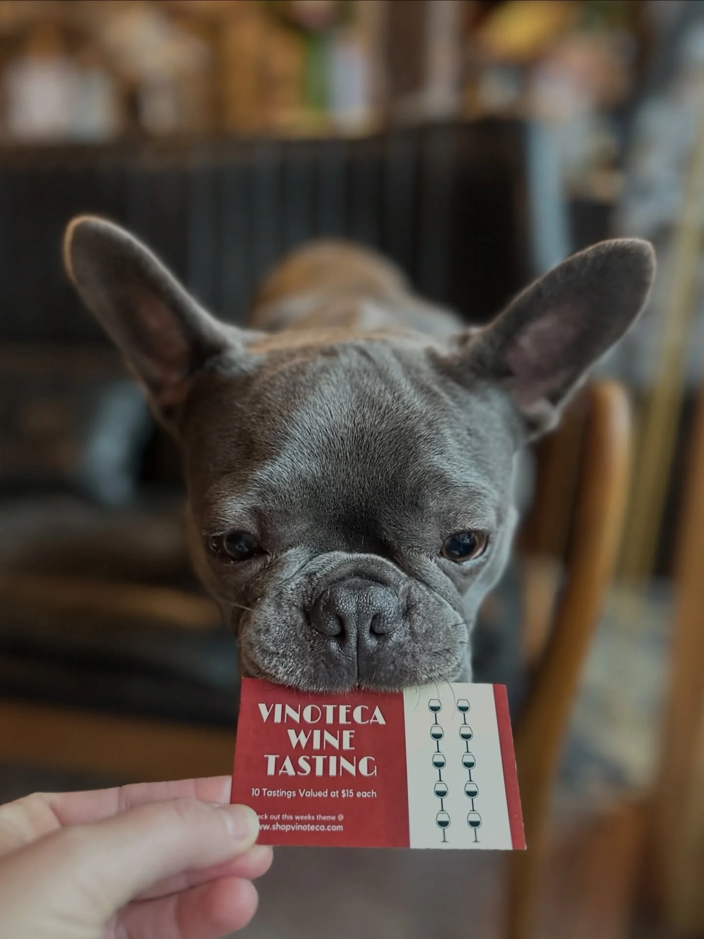 Give the gift of wine to your loved ones this holiday season! 🍷 

Our wine tasting punch cards give you 10 wine tastings for $120 (a $150 value!) Come grab one before Gus keeps them all for himself! 🐶 

Available for a limited time: Sales end on De