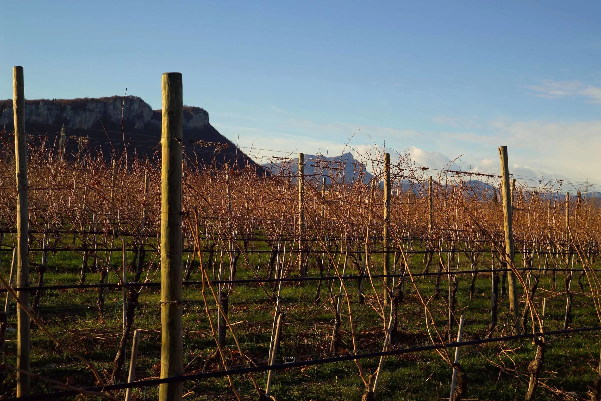 Wine Tasting: Lady Viticulturists