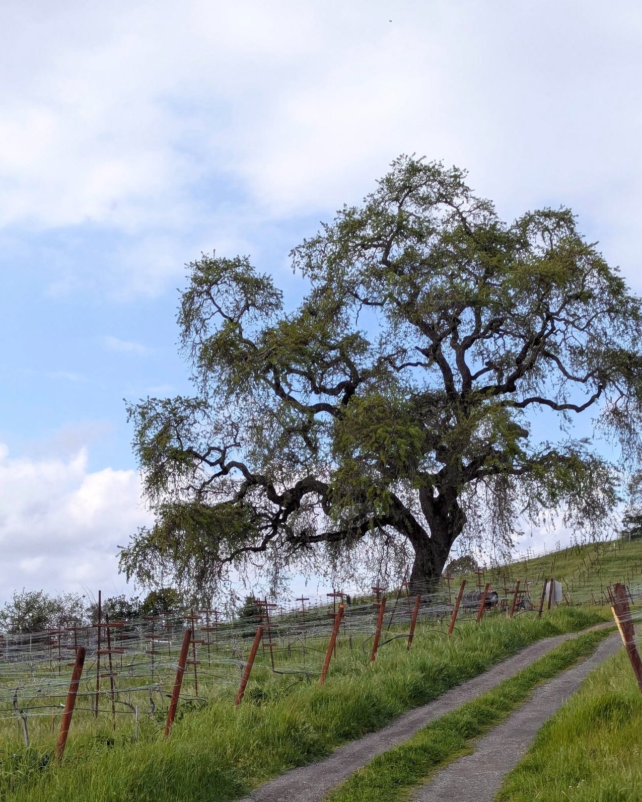 Why is soil health important? What is indigenous yeast fermentation and why does it matter?

This Sunday, March 29, Owner/Winemaker Melissa Moholt-Siebert of @ancientoakcellars will walk us through 4 of their wines and discuss their sustainable farmi