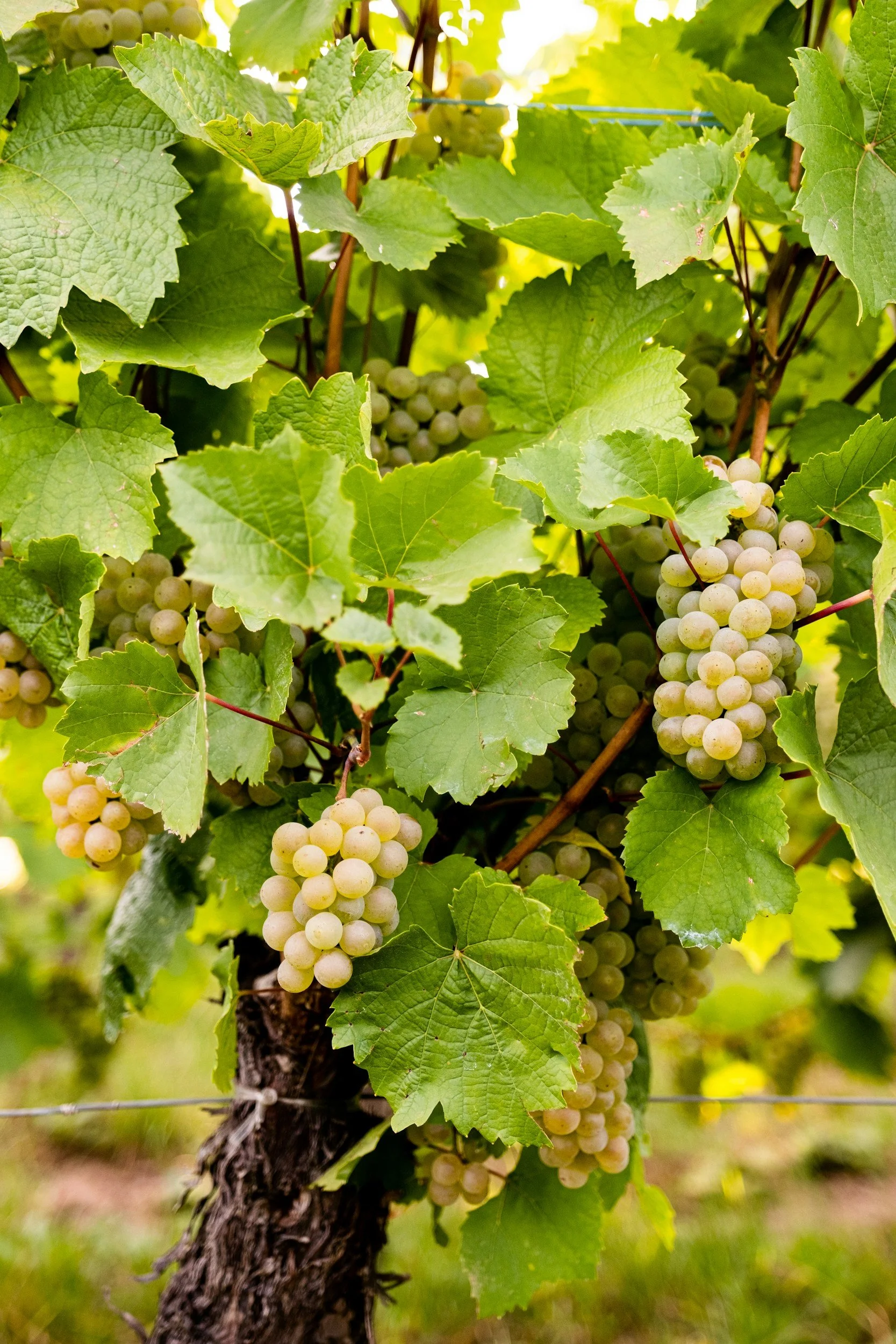 Wine Tasting:  Sauvignon Blanc