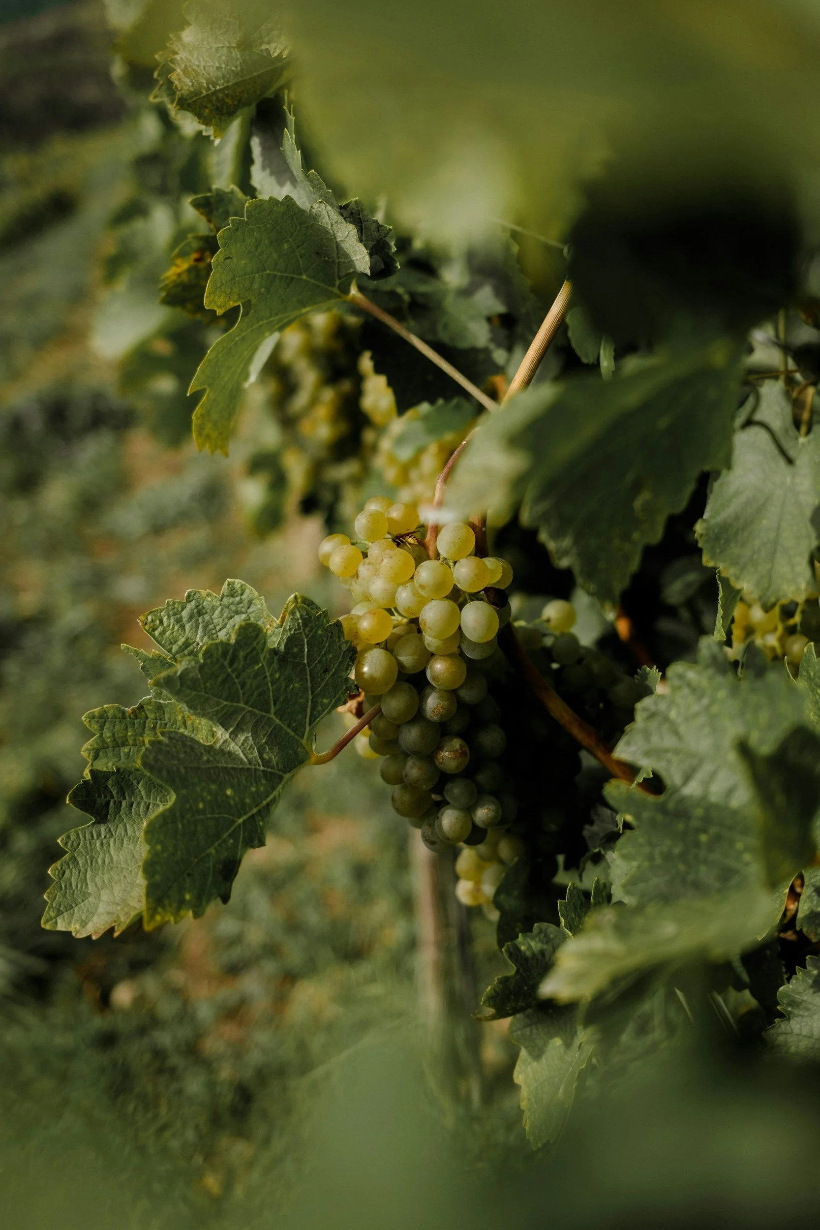 Wine Tasting: Say What?!?