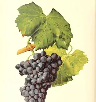 Wine Tasting: Grenache
