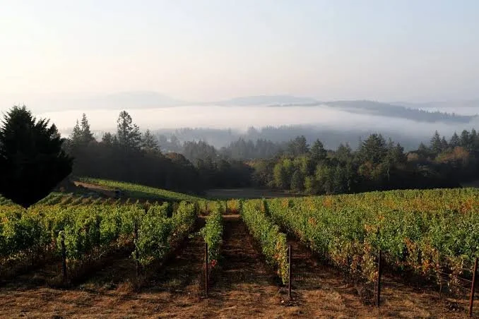 Special Event:  Bryn Mar Tasting Takeover 