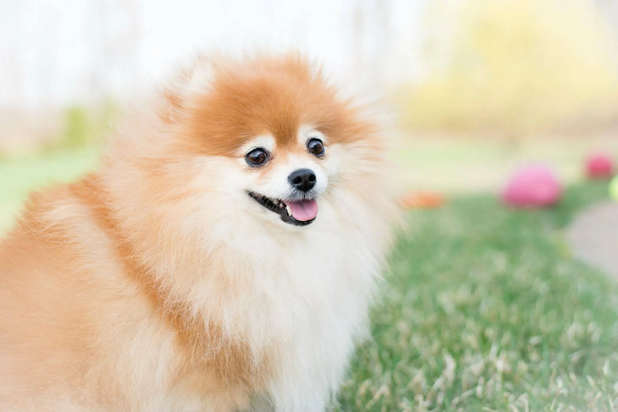 Mighty Hearts Project gives hope to owners of dogs with mitral valve disease