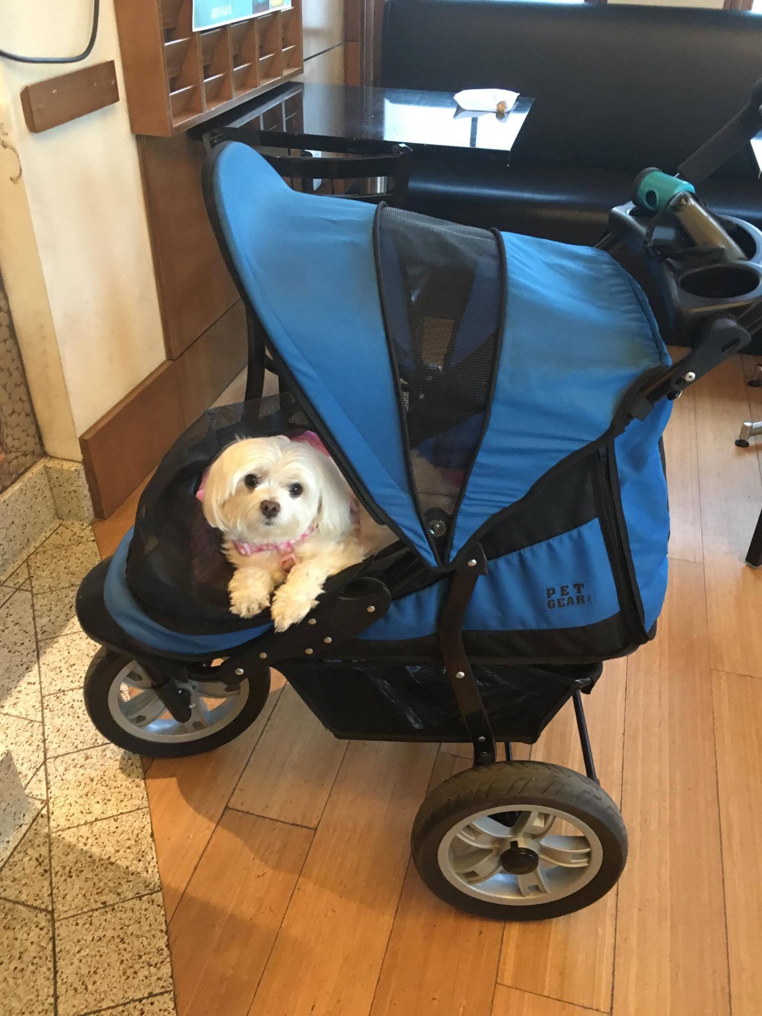 Zoey stroller2.jpg