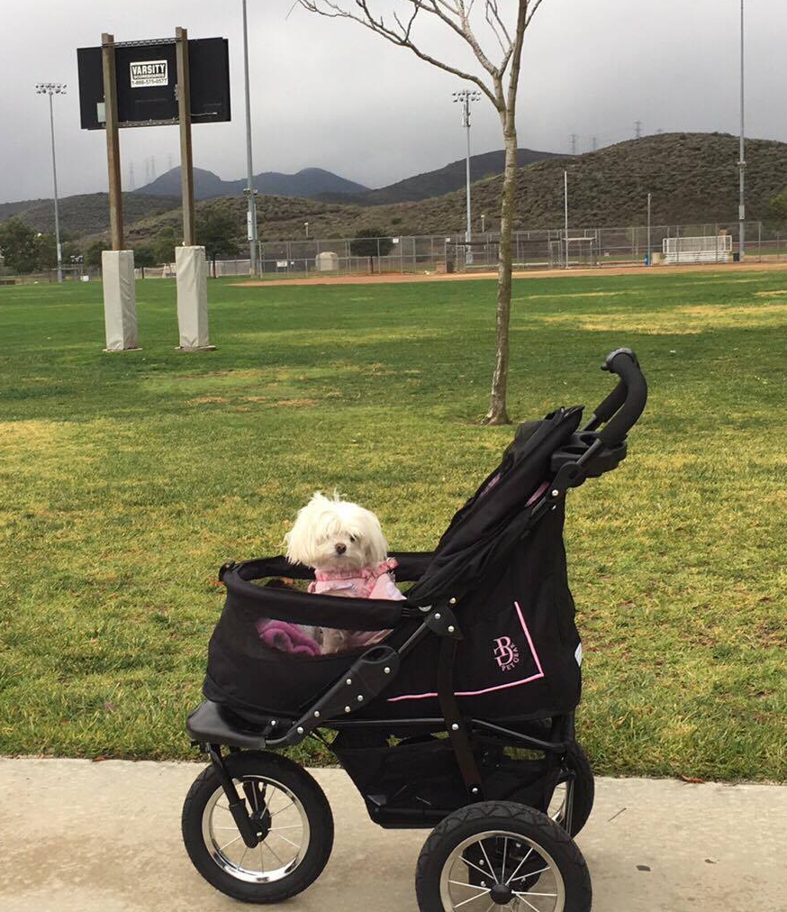 Zoey stroller1.jpg