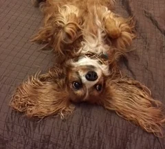 Daisy2.jpeg