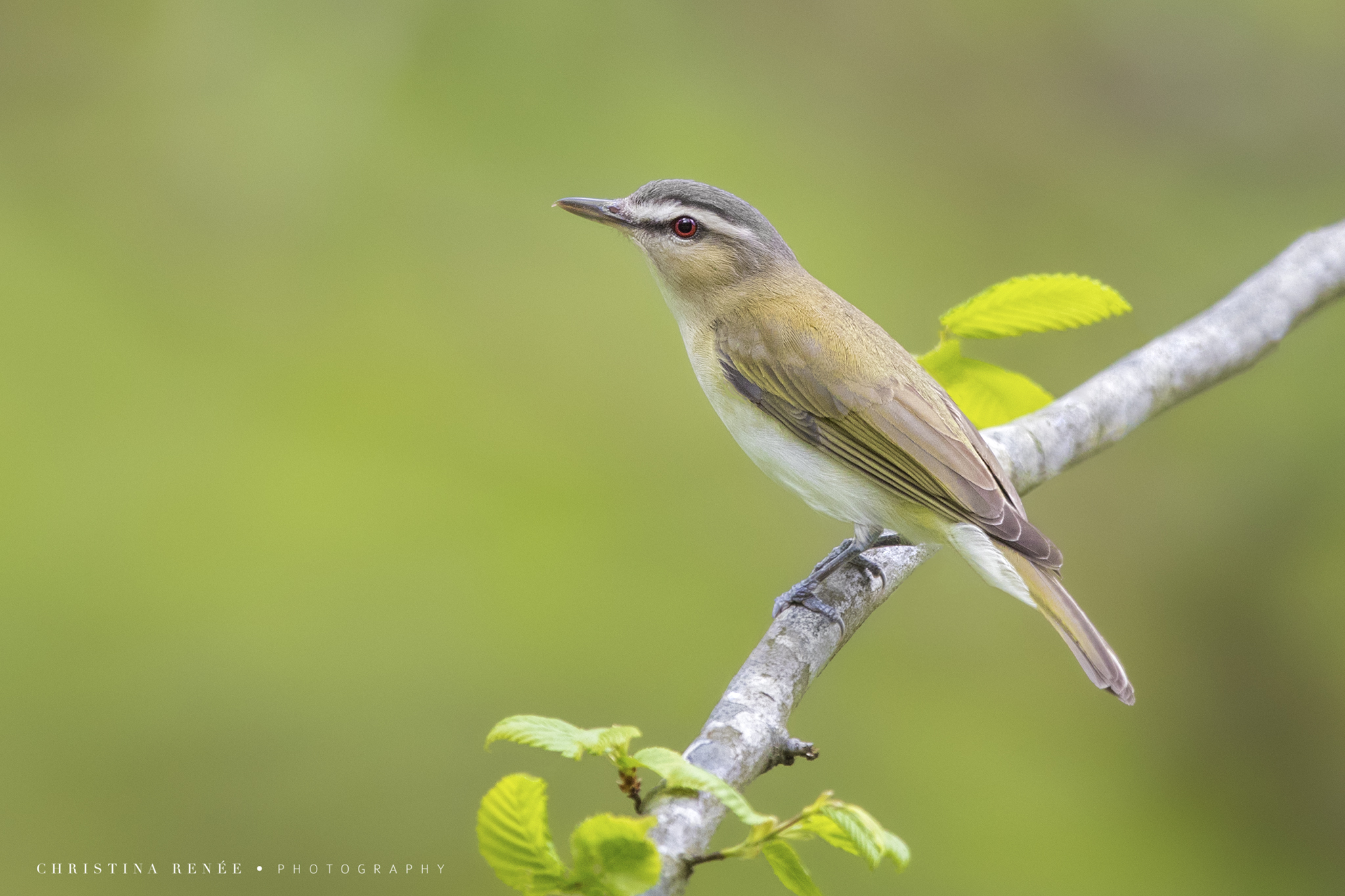 _T5I3787 squarespace copy copy.jpg