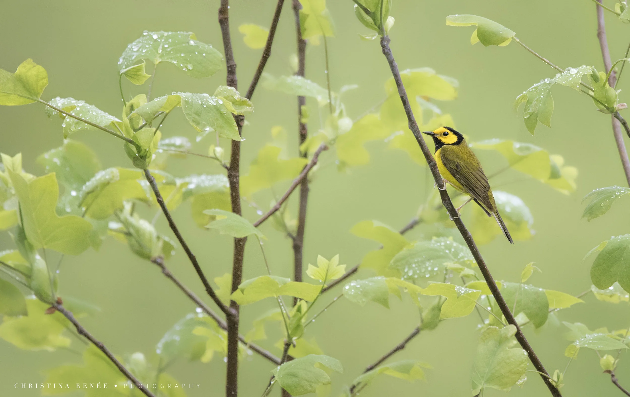 _T5I5729 christinarenee .jpg