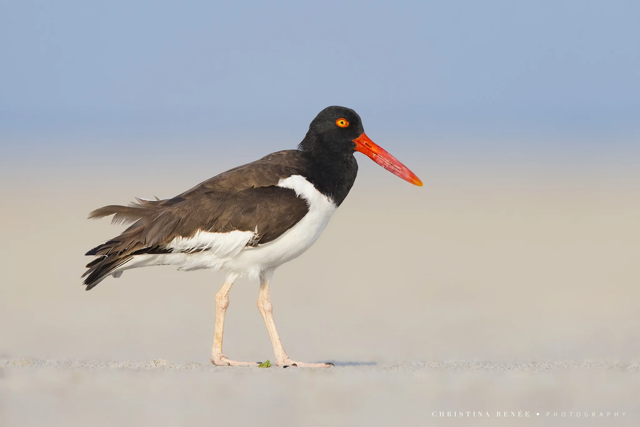 _58V8782 christinarenee .jpg