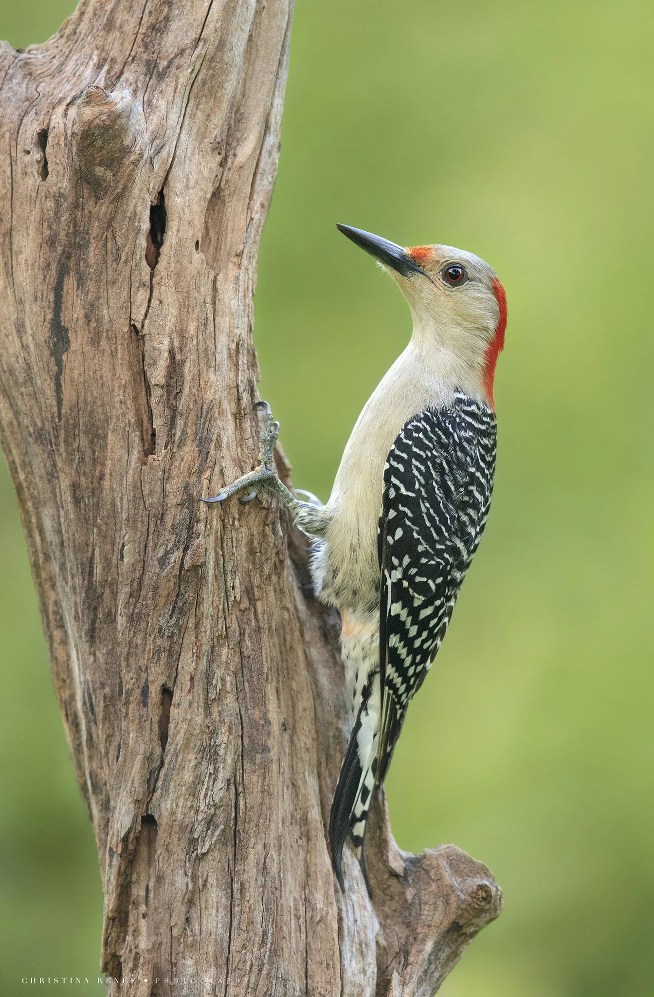 _T5I0613 christinarenee .jpg