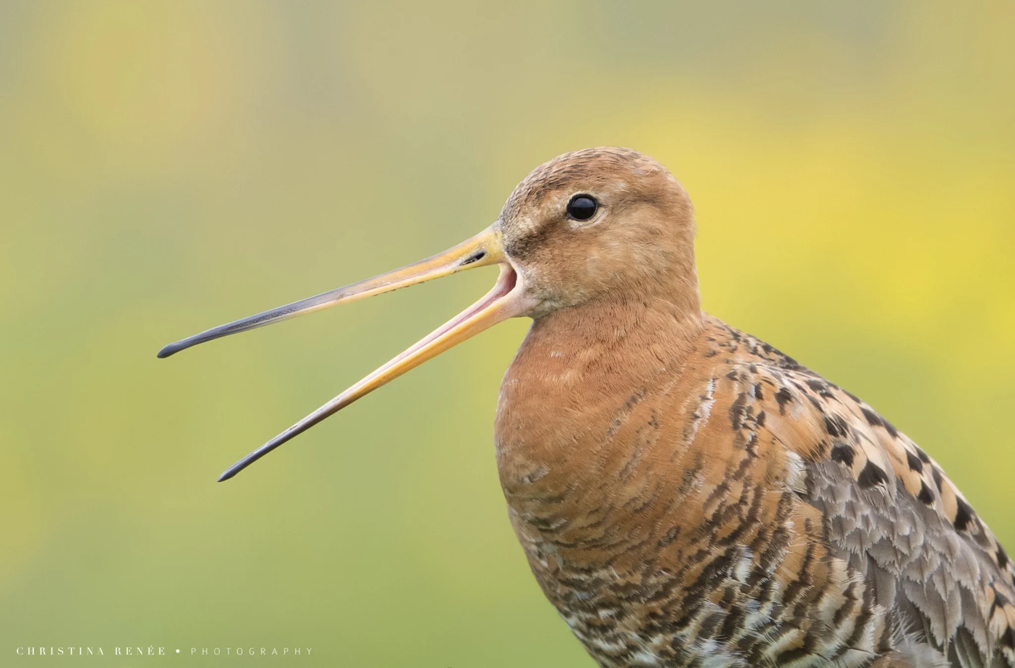 _T5I4311 christinarenee .jpg