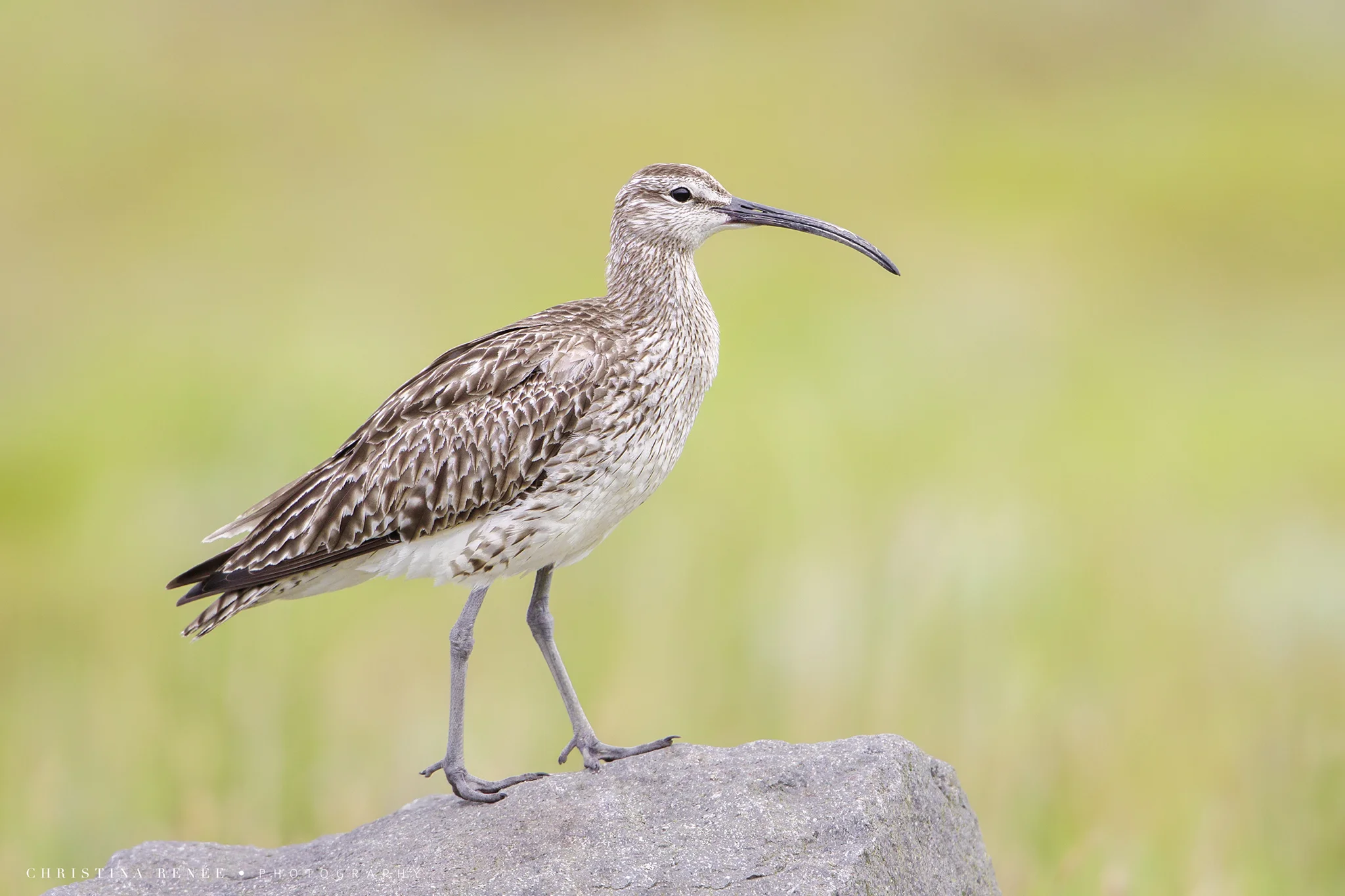 _T5I4901 christinarenee copy .jpg