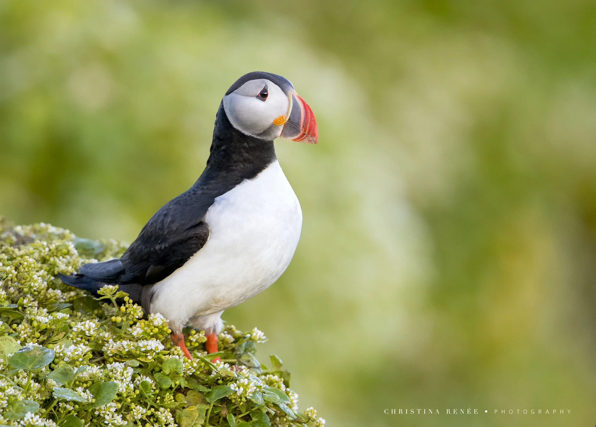 _T5I7091 christinarenee .jpg