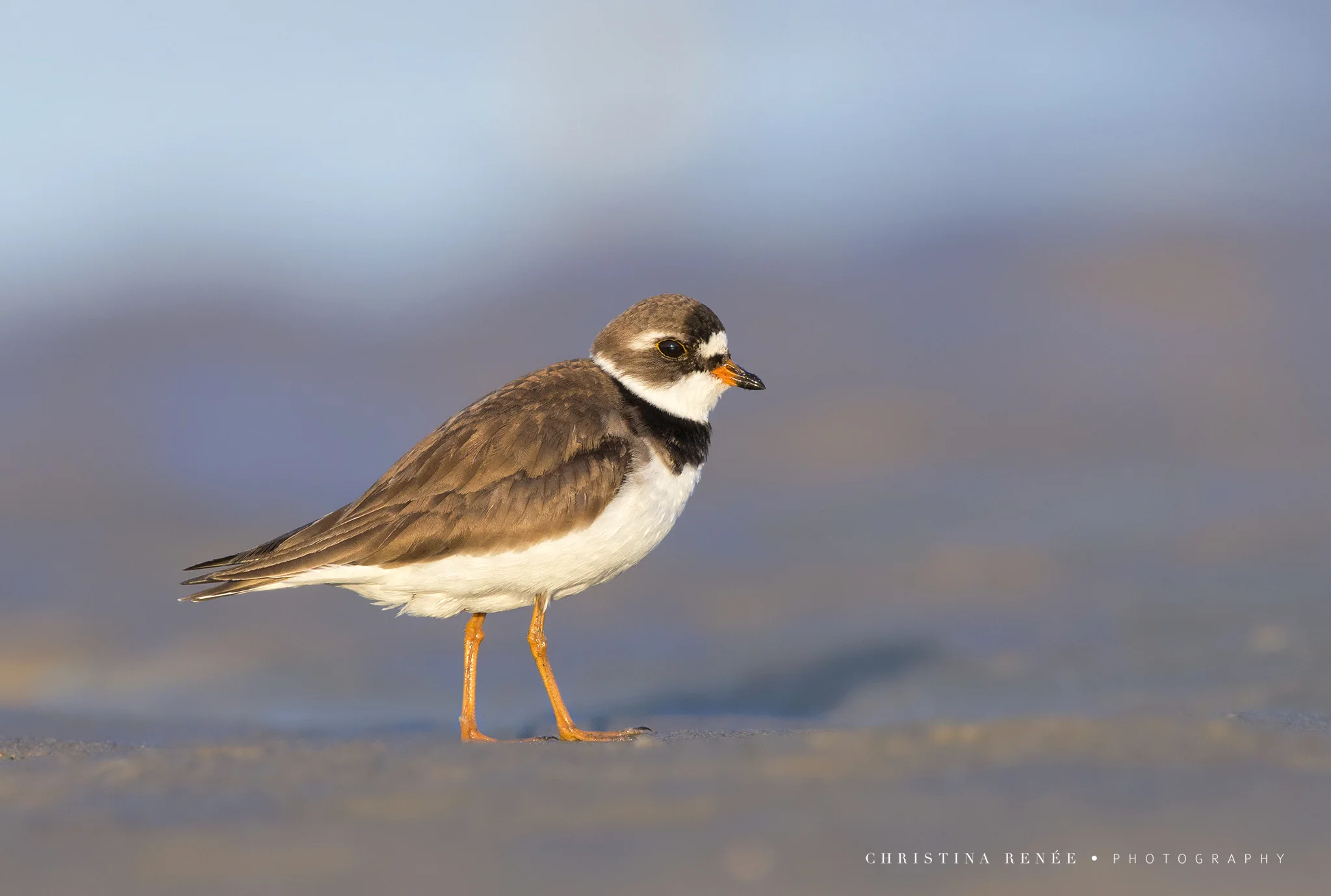 _58V4455 christinarenee .jpg