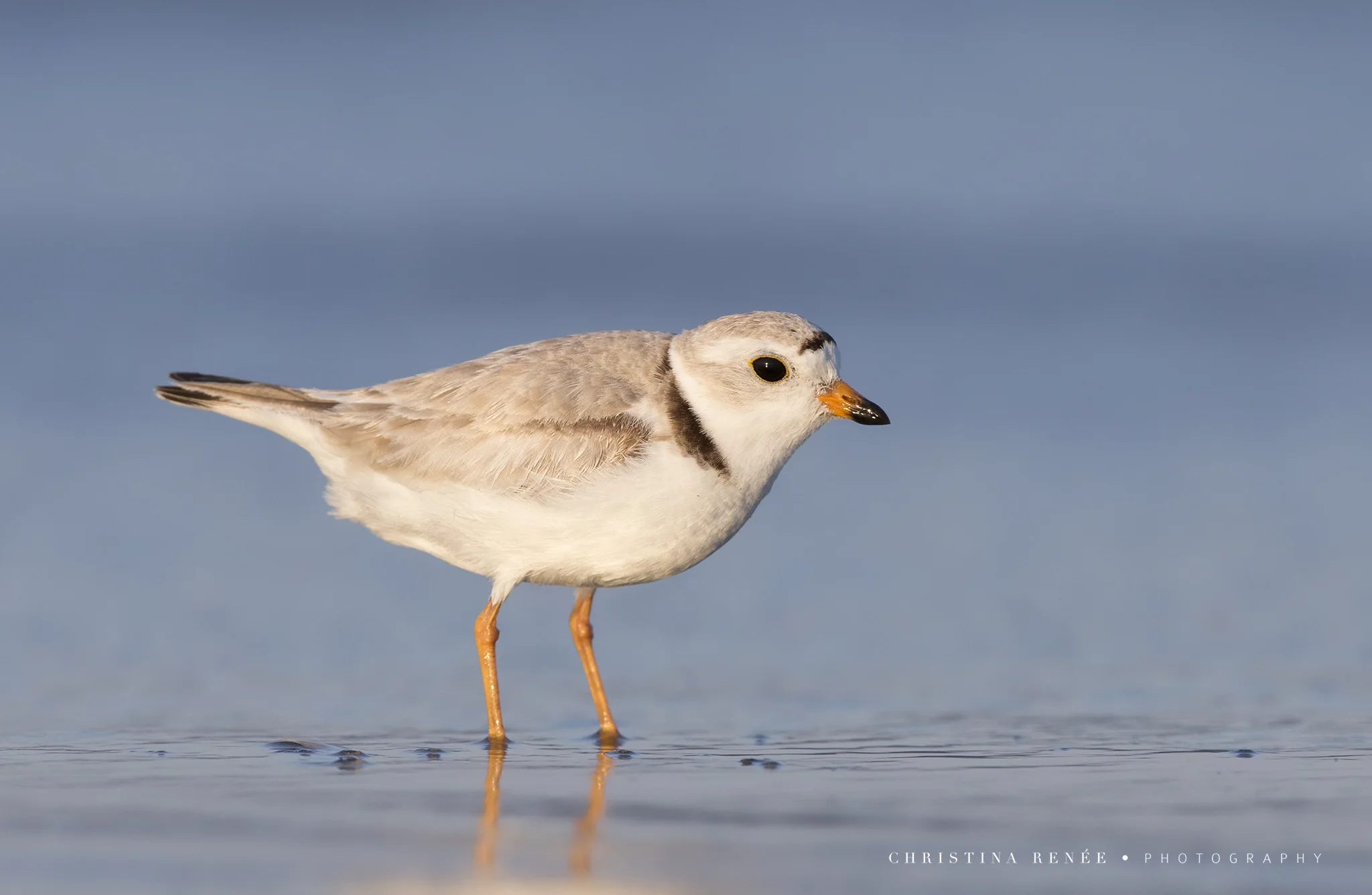 _58V6904 christinarenee .jpg