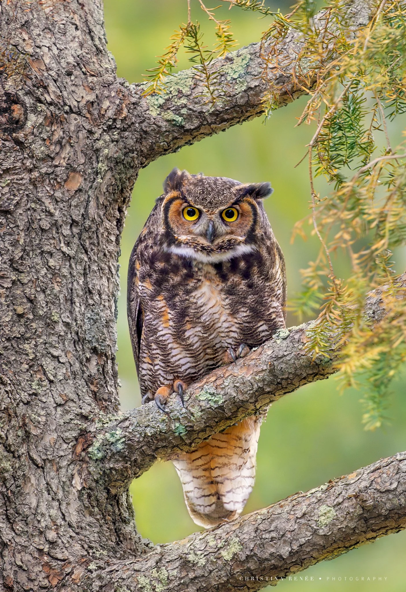 1F6A9848- christinarenee.jpg