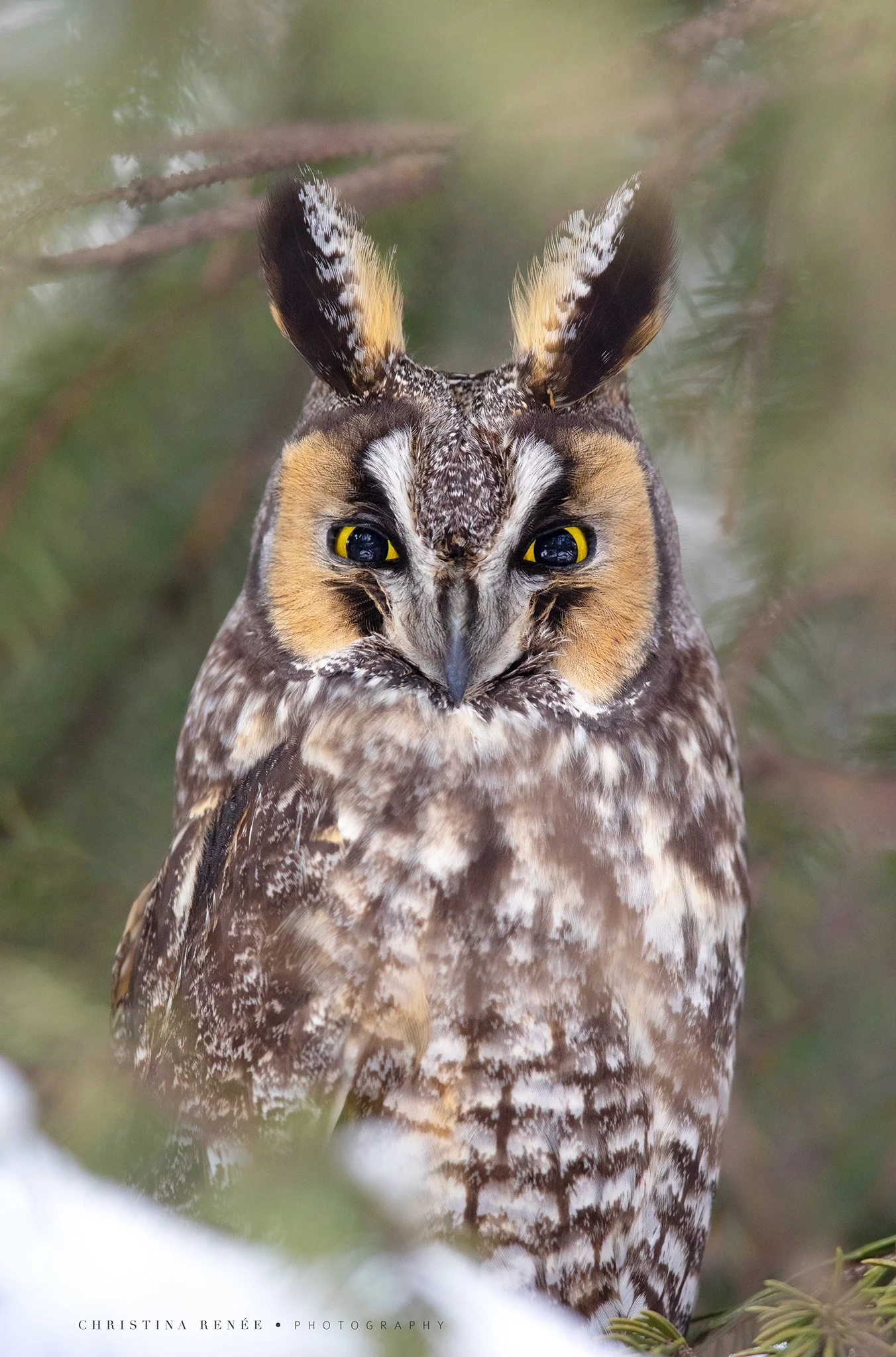 _T5I8239christinarenee copy.jpg