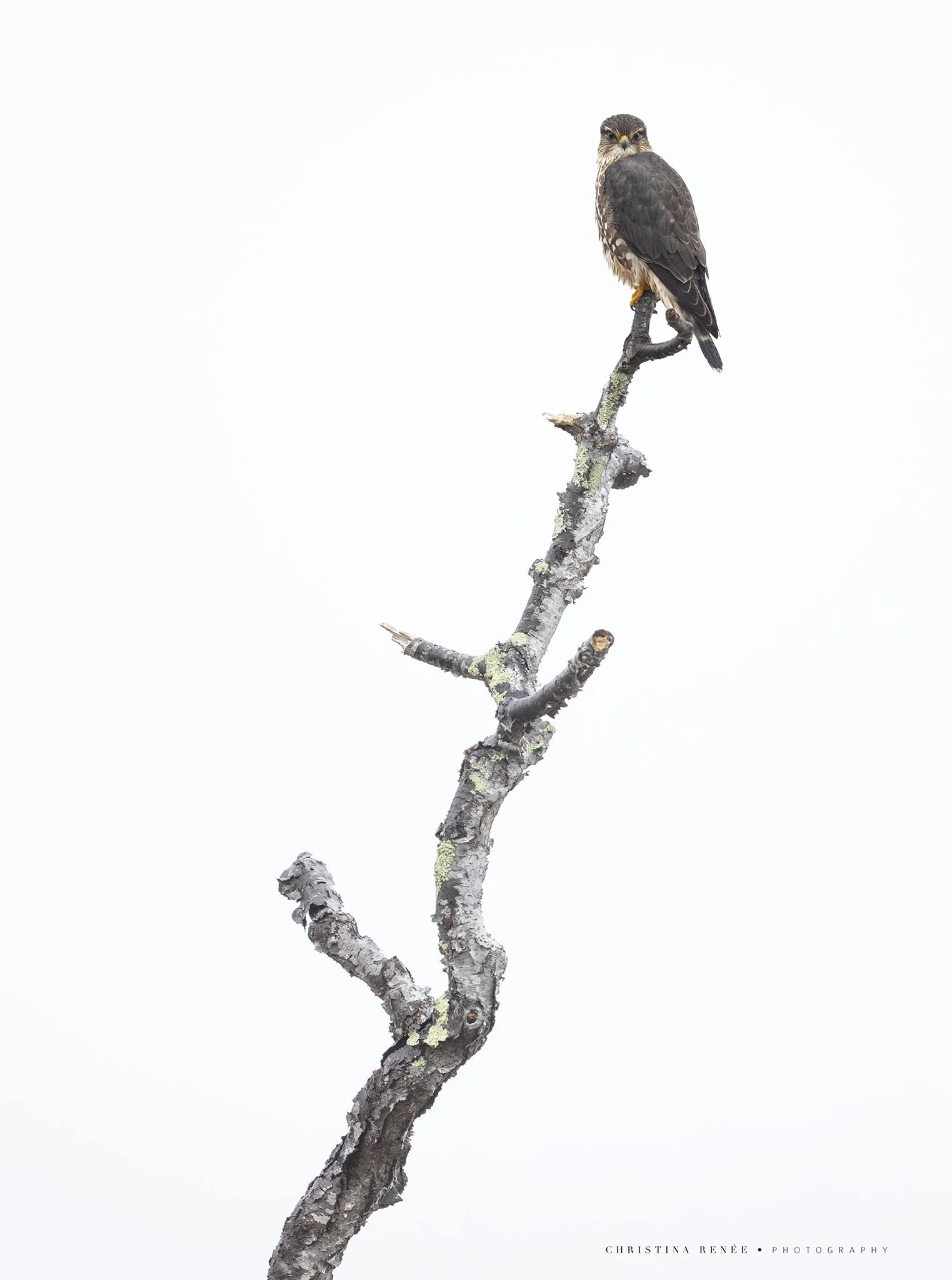 1F6A4084 christinarenee.jpg