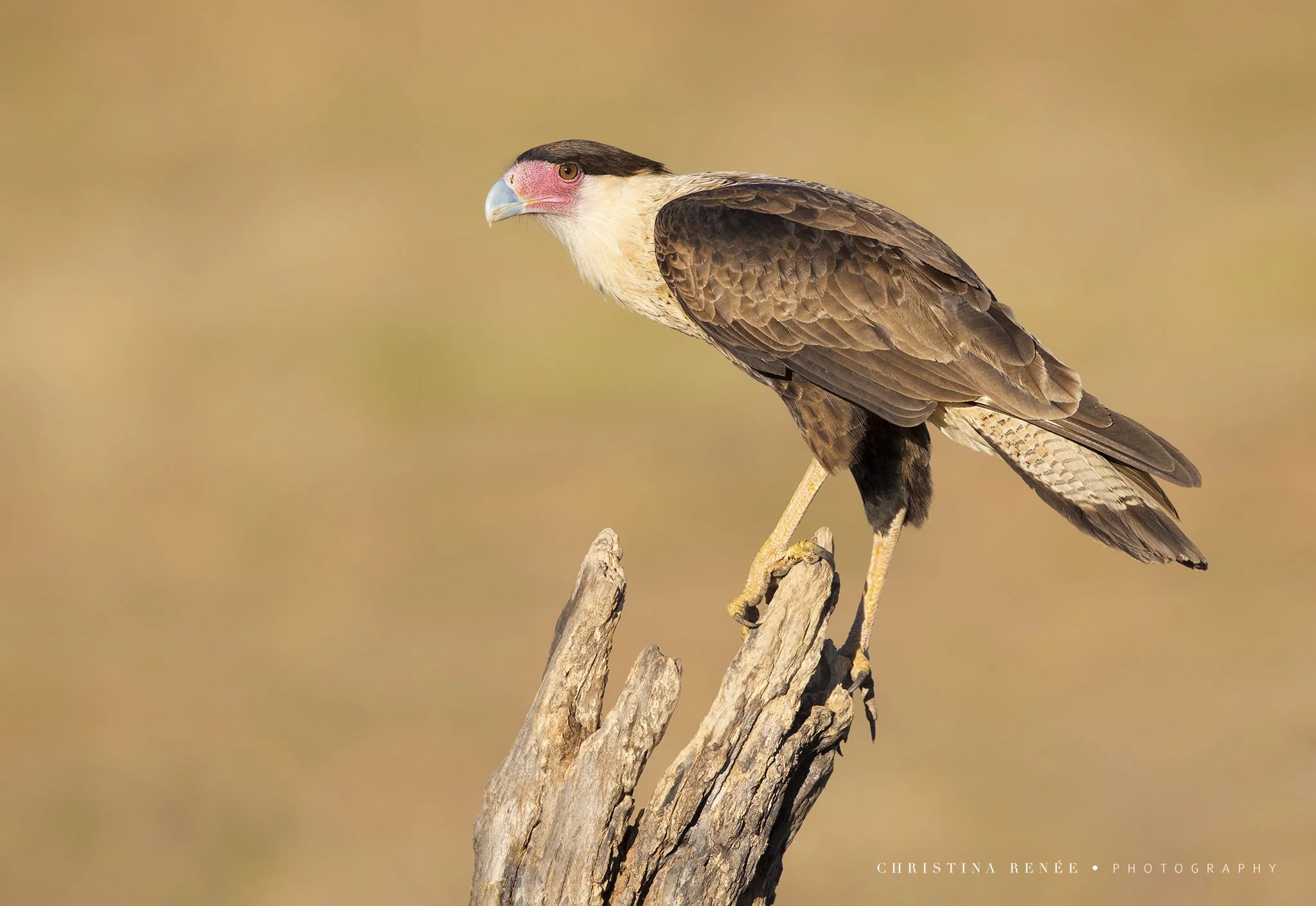 _T5I9513 christinarenee .jpg