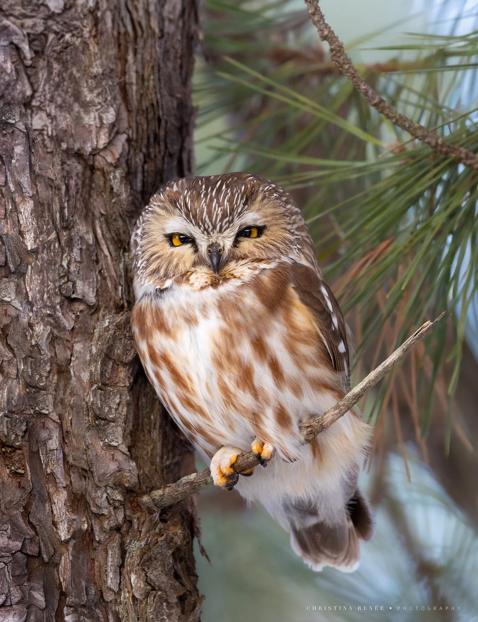 1F6A4600 christinarenee.jpg