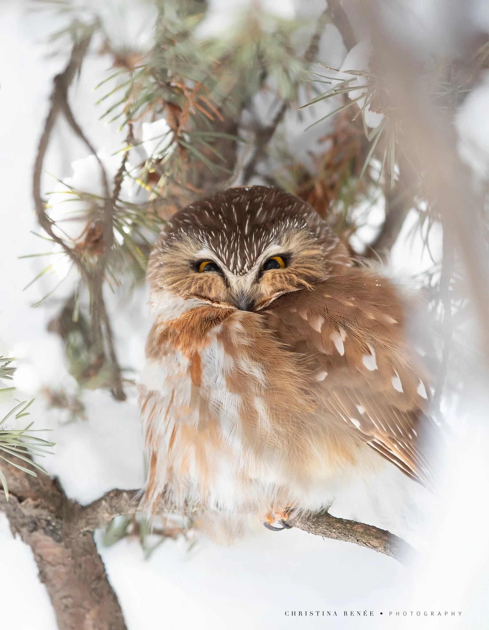 _T5I8016 christinarenee.jpg