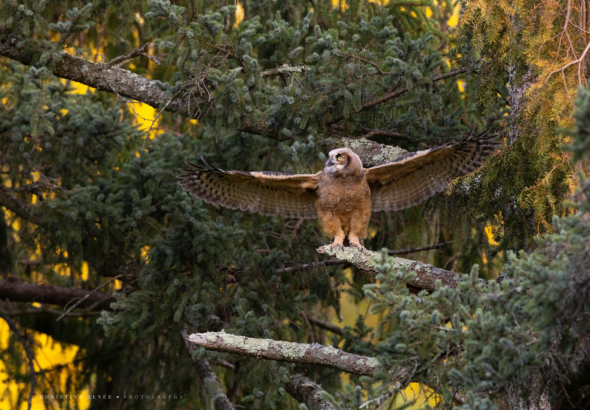 1F6A0566 christinarenee.jpg